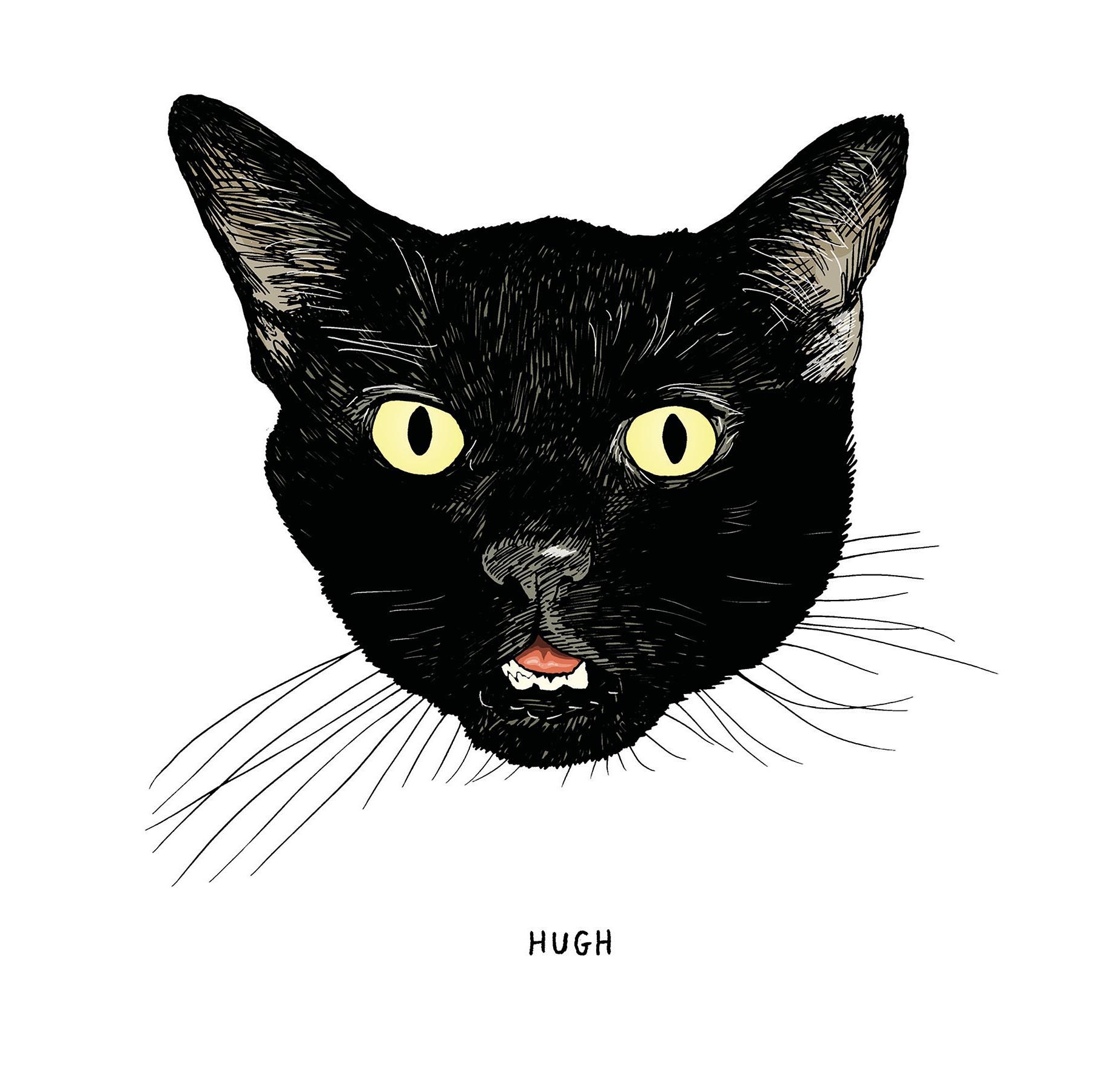 An Illustrated Study of Black Cats, the 