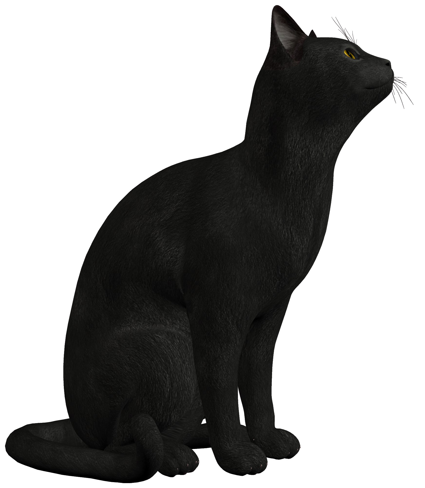 Black Cat PNG Clipart Best WEB Ripping Cats | juliasmitheppsteiner.me
