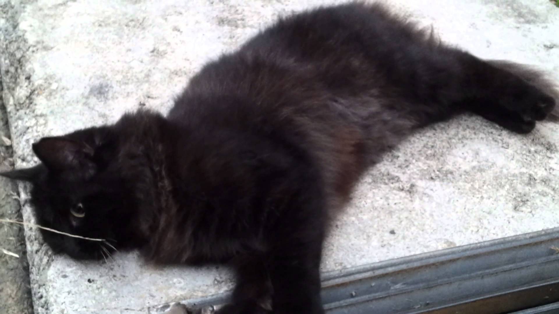 Cute furry black cat - YouTube