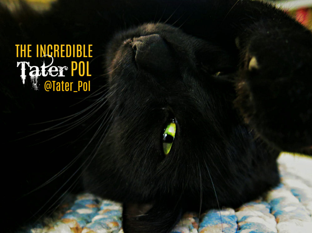 The Incredible Tater Pol: A Lucky Three-Legged Black Cat