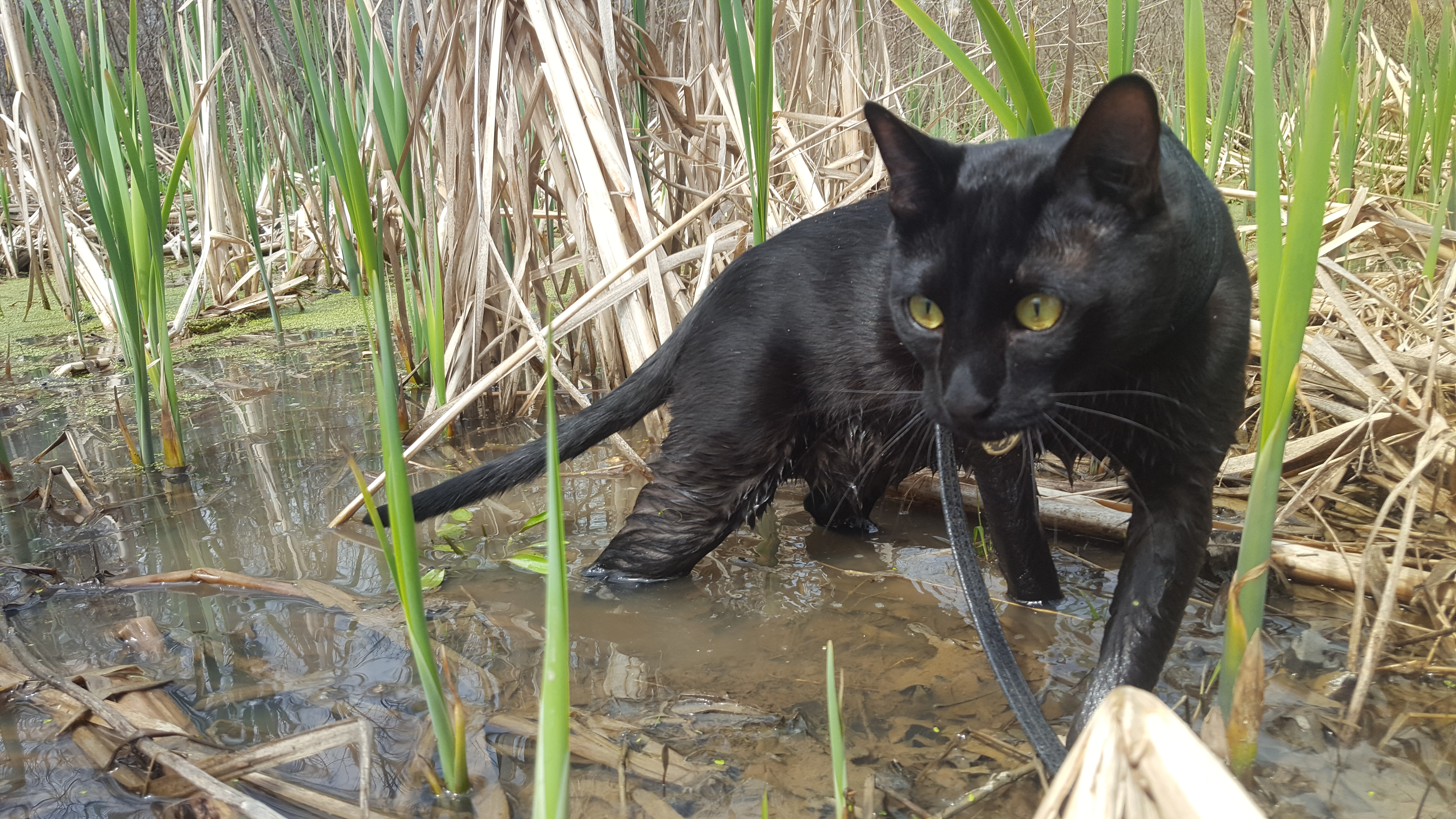 Sirius Black in Water – Adventure Cats