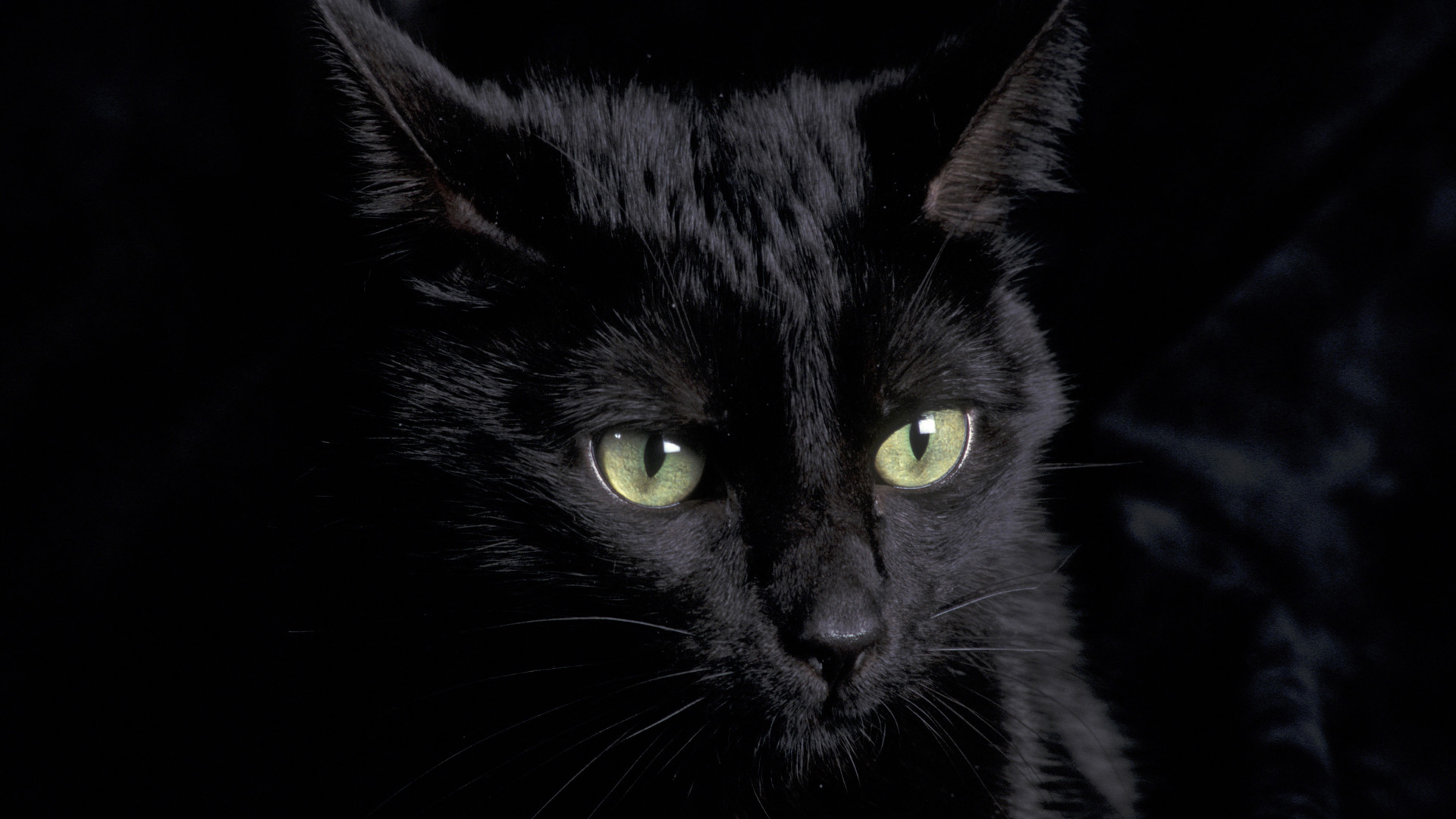 Black Cat Clipart HD Wallpaper, Background Images