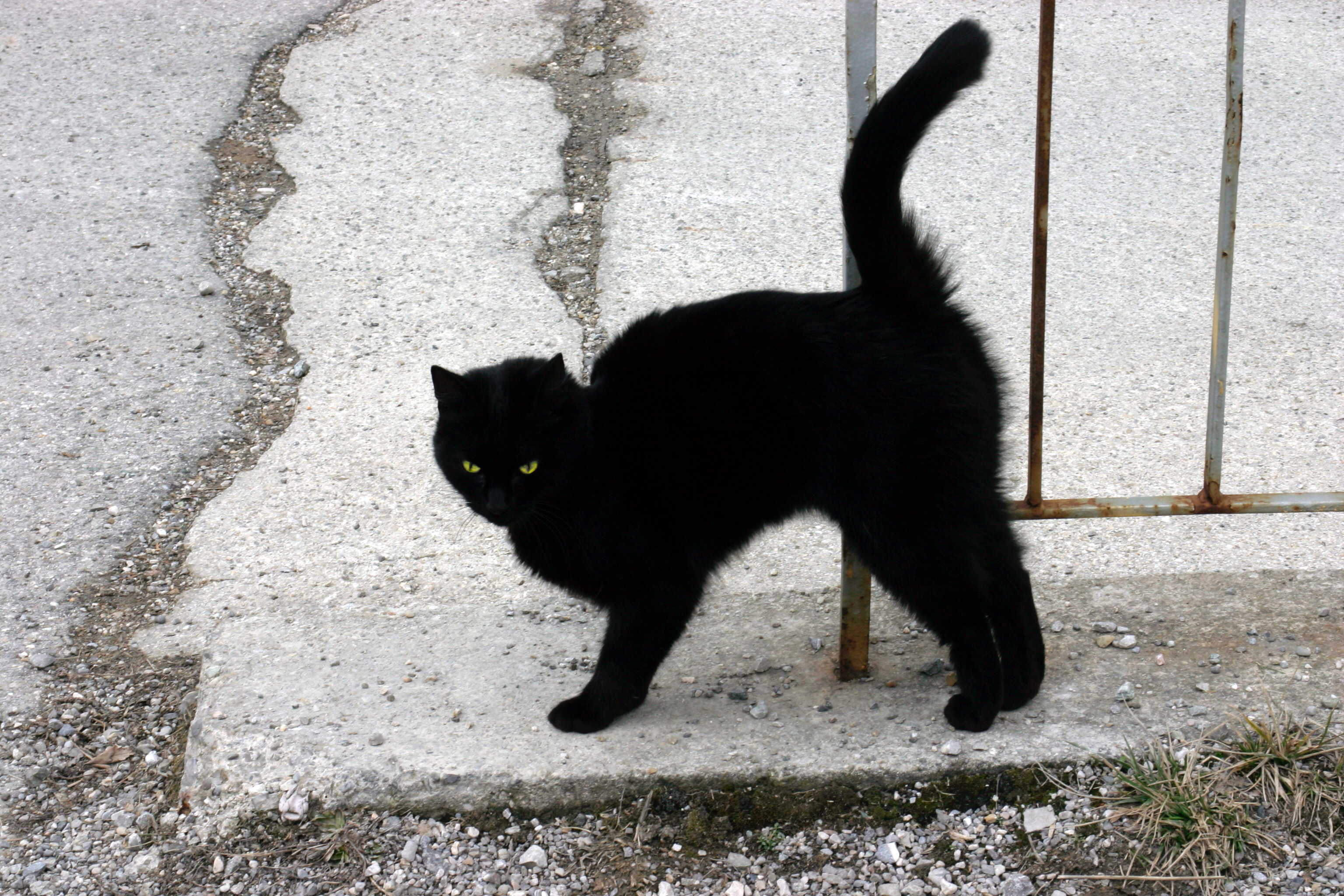 File:A Black Cat.jpg - Wikimedia Commons