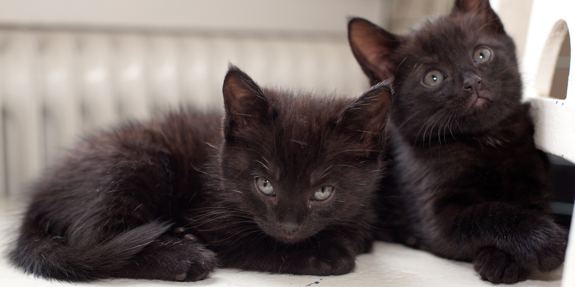 Black Cats Less Than Half As Likely To Be Adopted As Gray Cats ...