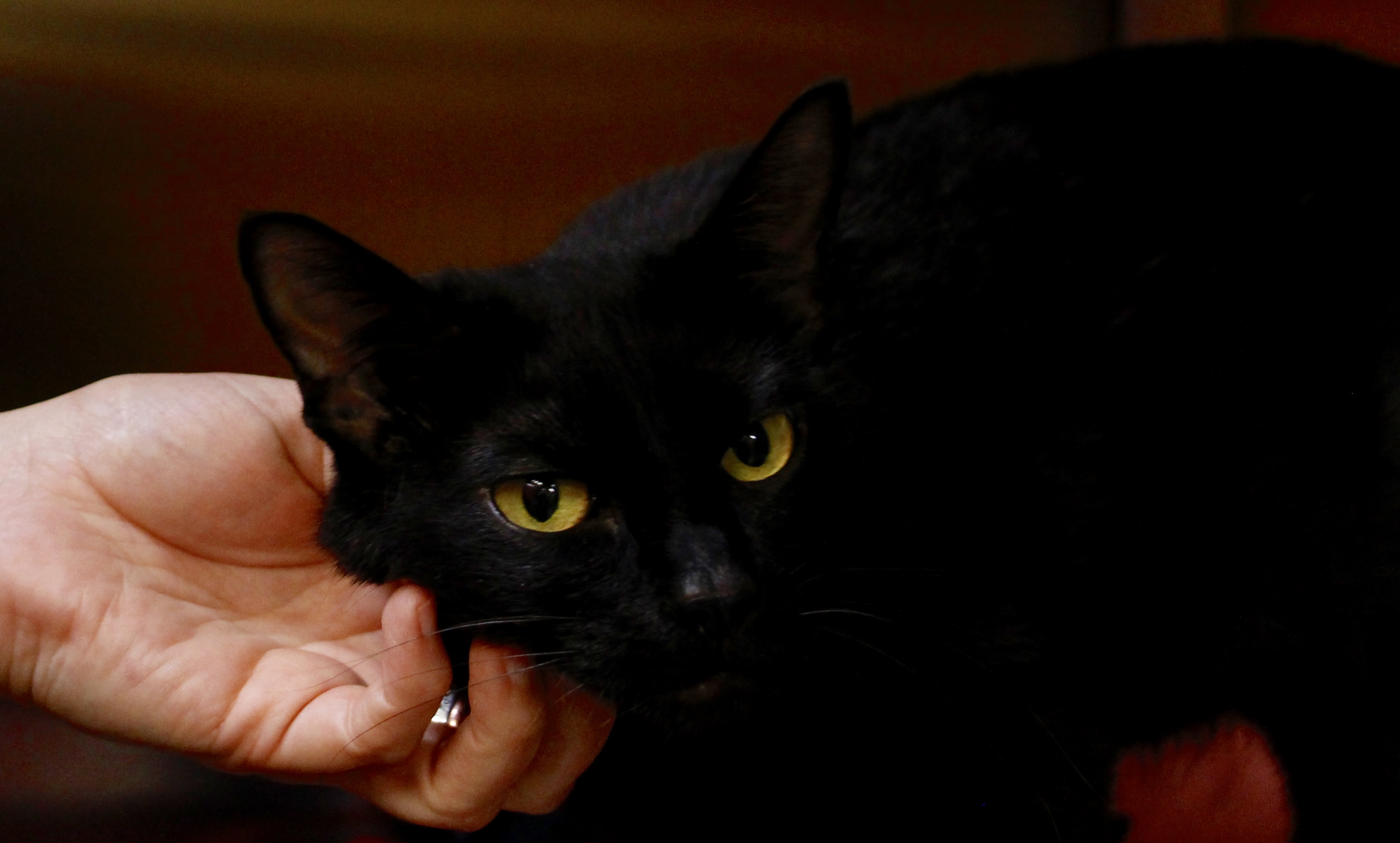 Black Cat Fever | Wayside Waifs Blog