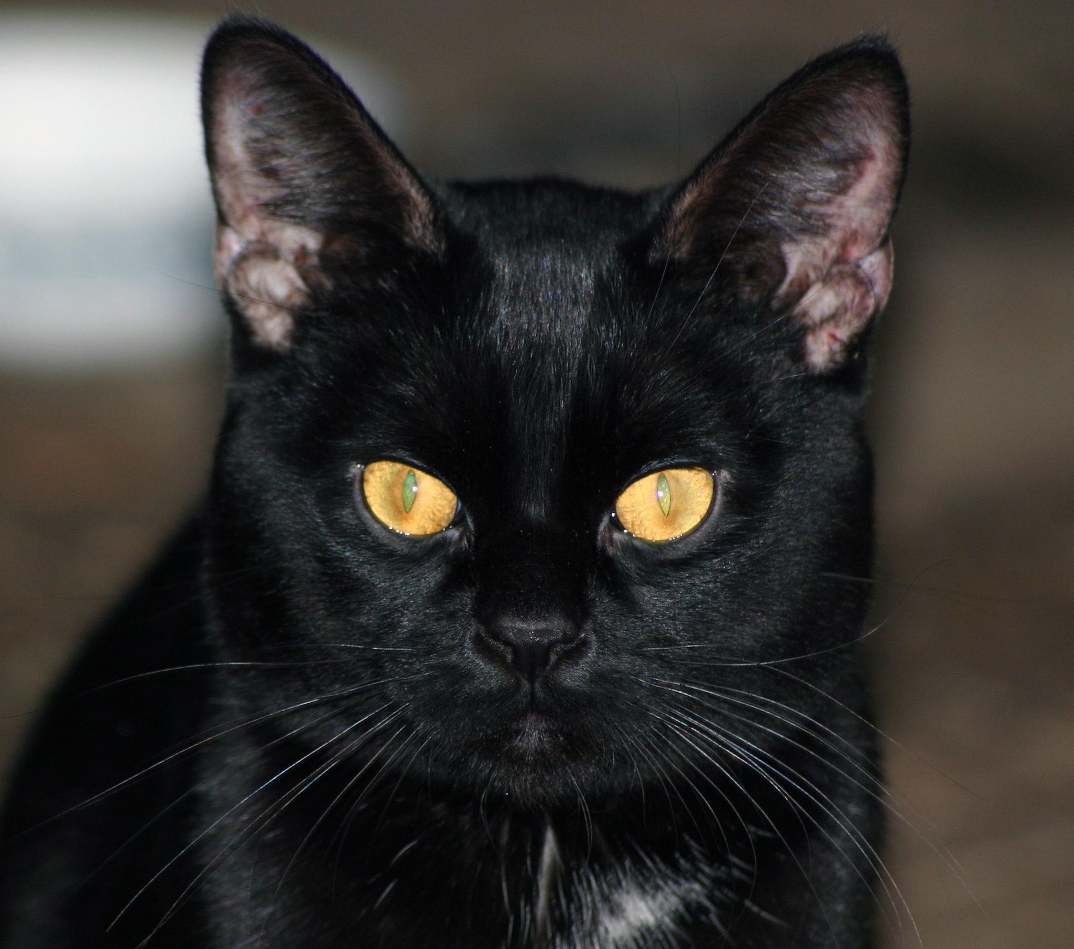 Free picture: black cat, pet, portrait, animal, cute, kitten, eye ...