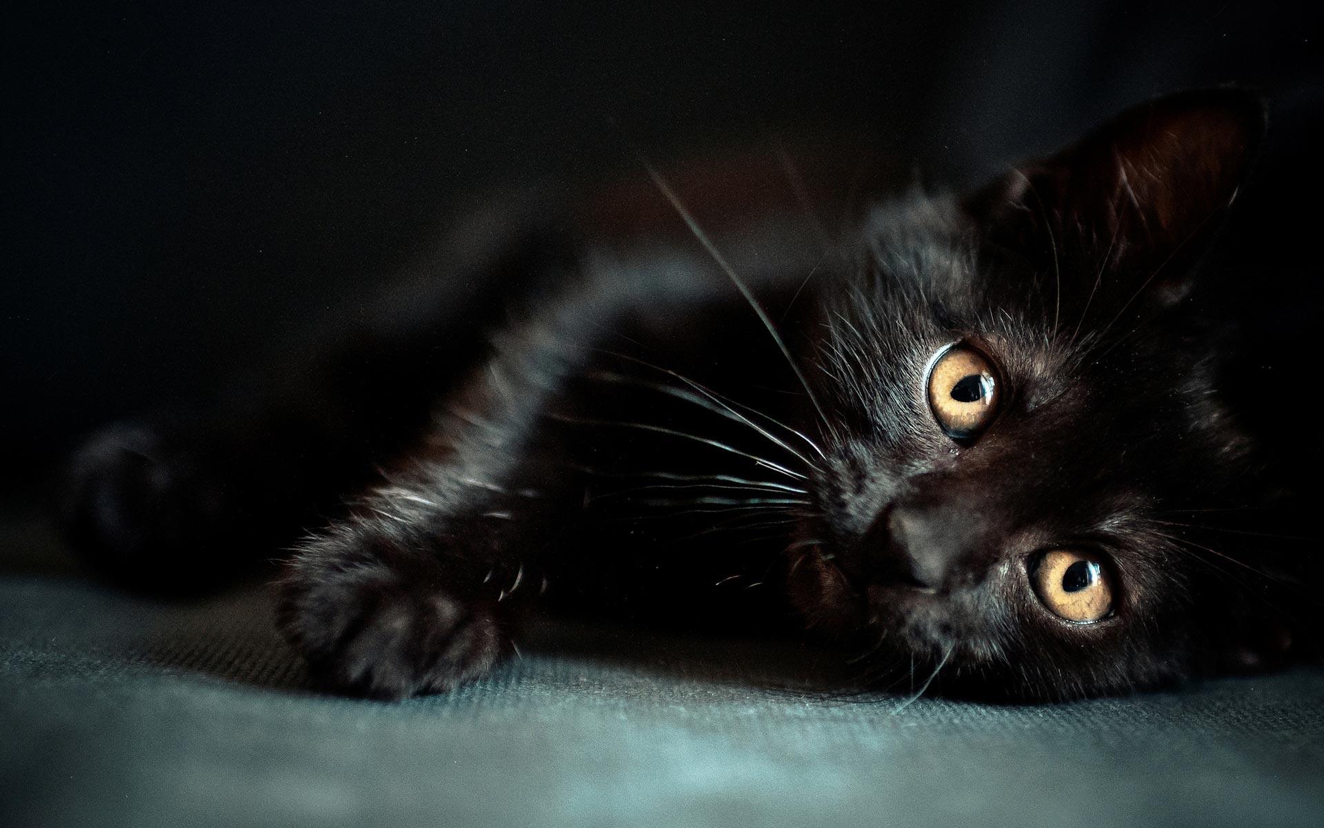 Black Cat Wallpapers and Background Images - stmed.net
