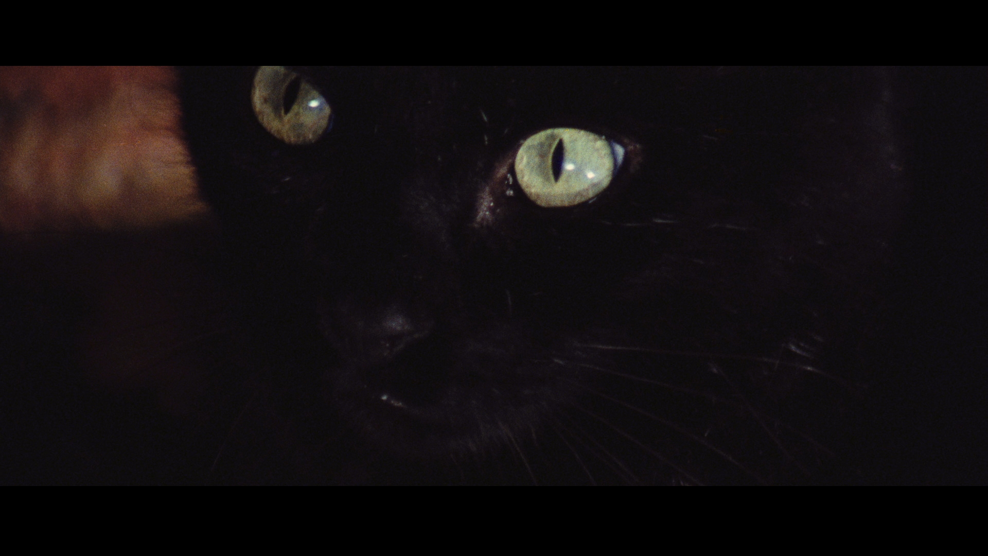 Edgar Allan Poes Black Cats: Two Adaptations Blu-ray by Sergio ...