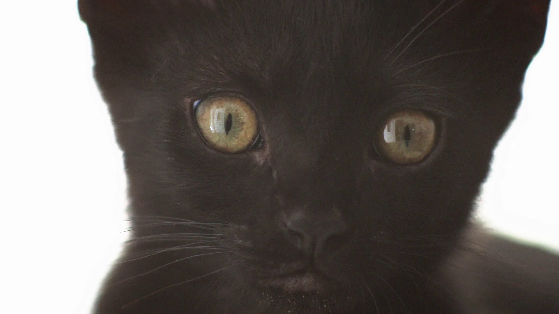 Black cat move head back and forth, Kitten looking at camara ...