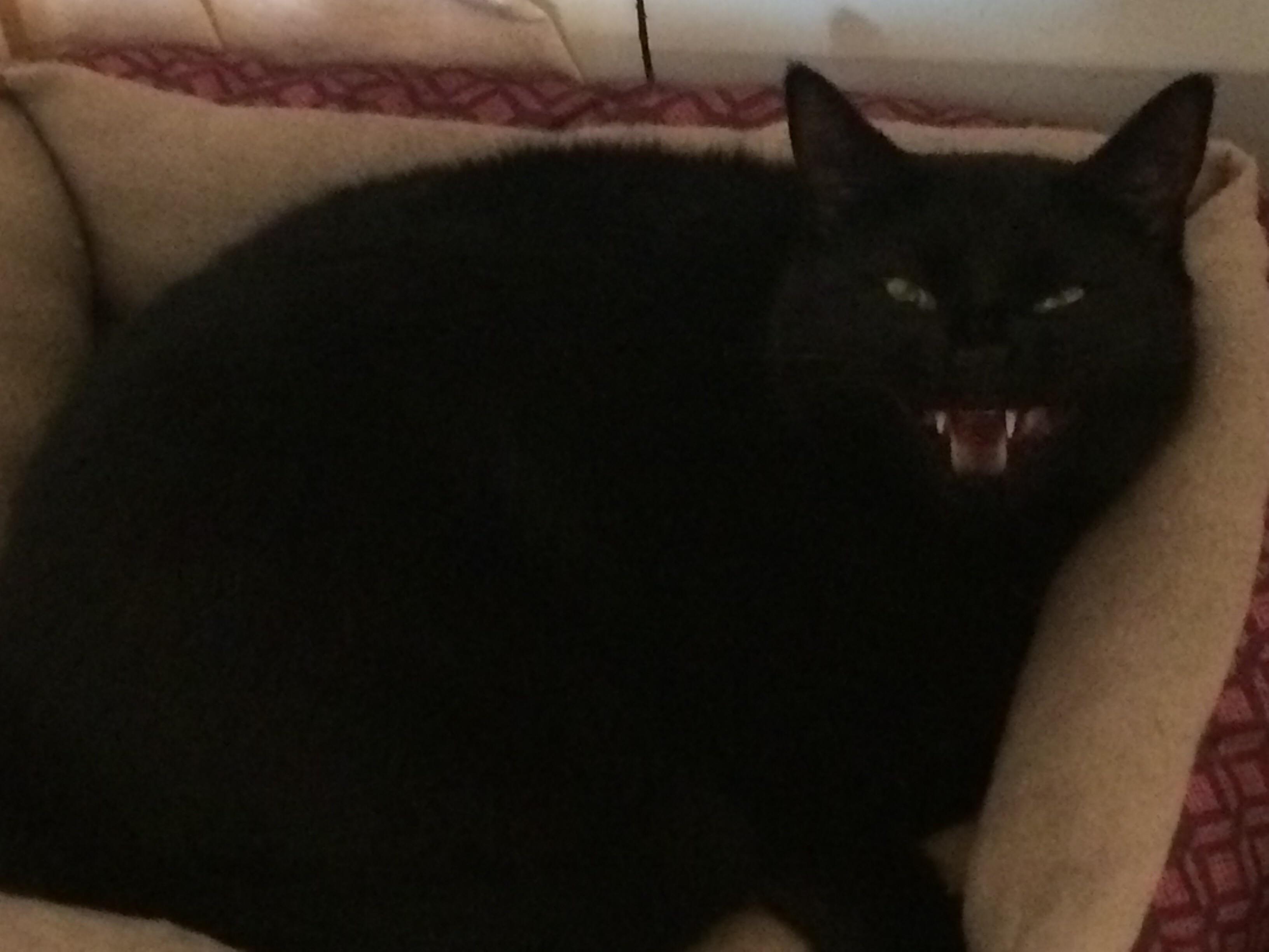Scary black cat teefies : teefies