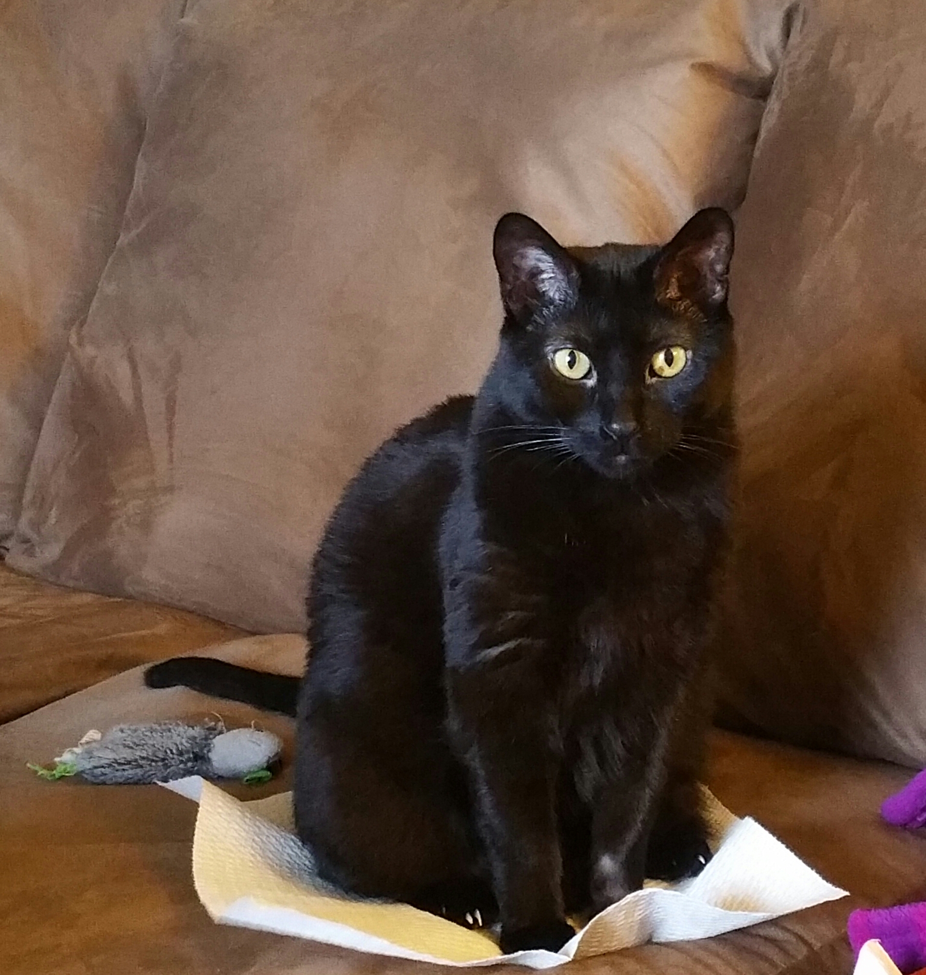 Black Cats are the best - Gorgeous Simon's Cat fans' cats!