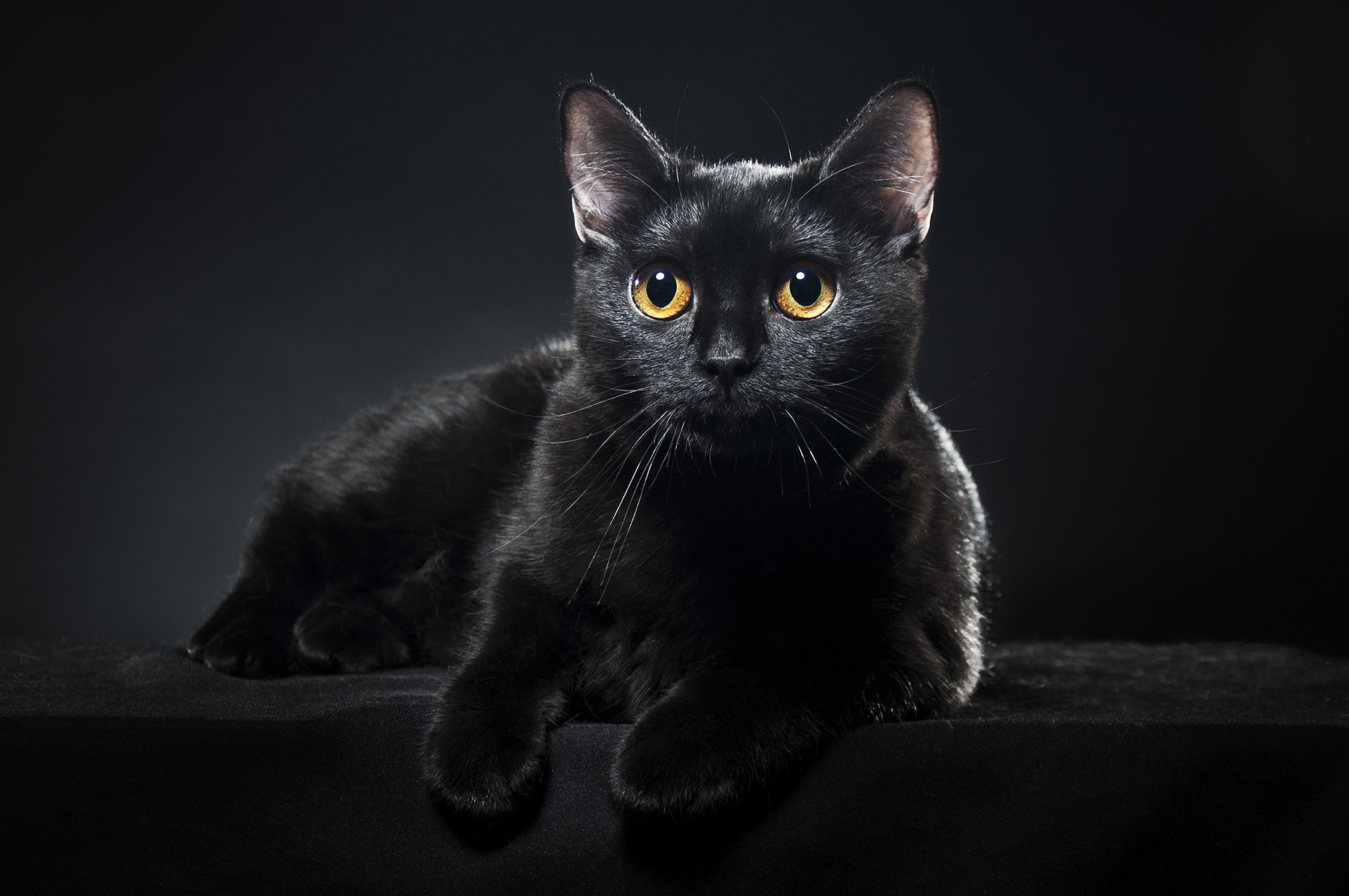 International Black Cat Awareness Month | Days Of The Year