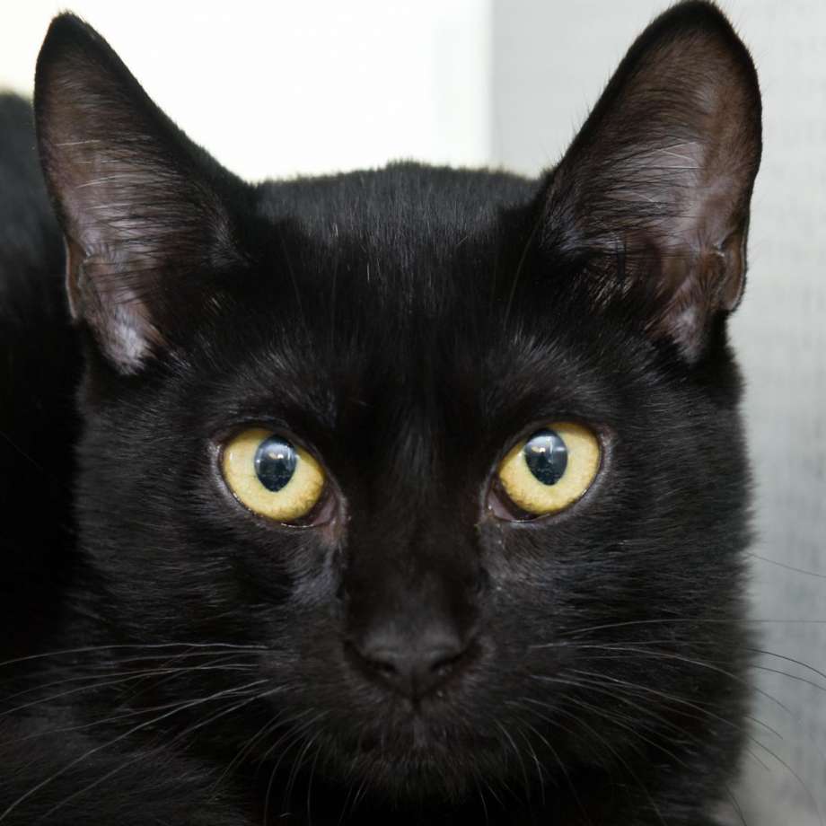 It's Black Cat Appreciation Day Aug. 17 - San Antonio Express-News