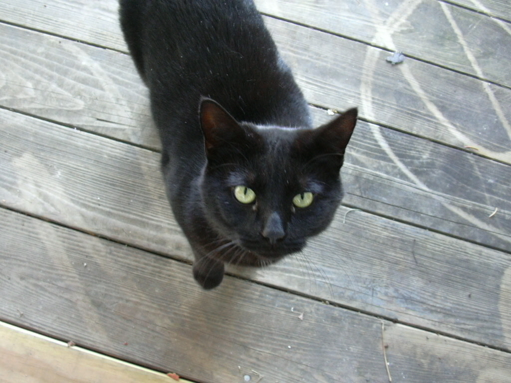 Free photo: Black Cat - Animal, Cat, Friend - Free Download - Jooinn