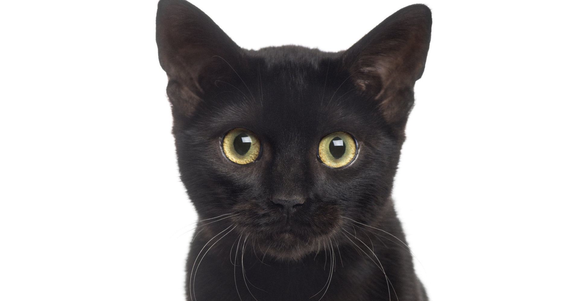 Stop Hating On Black Cats! It's National Black Cat Day! | HuffPost
