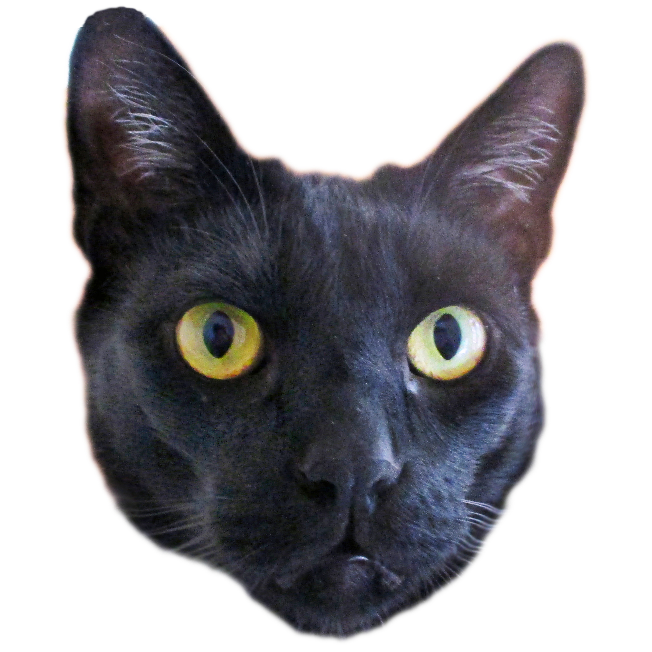 Black Cat Friday | Valley Humane Society | Pleasanton, California