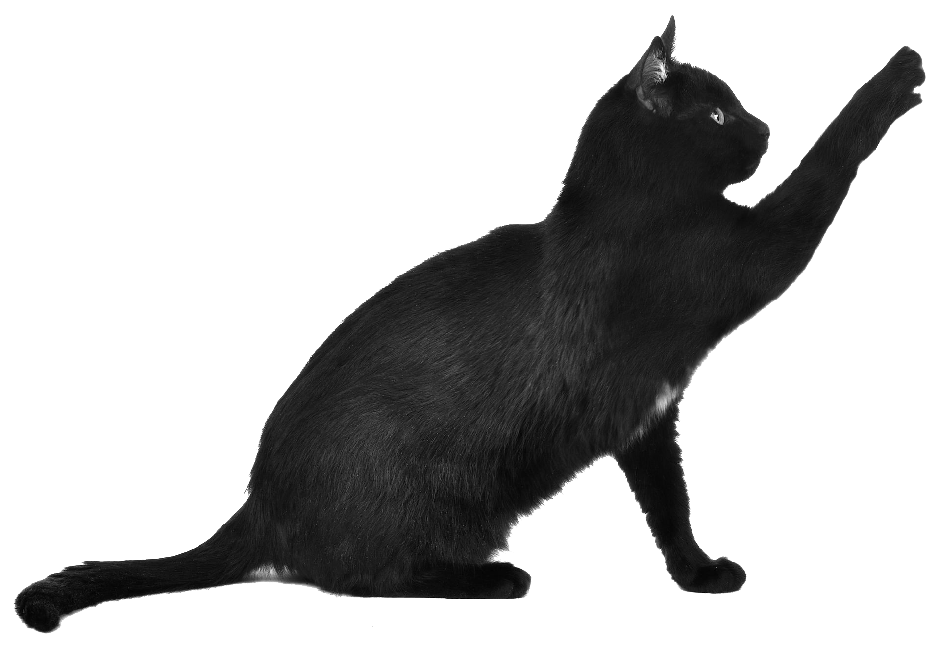 Black Cat Scratching transparent PNG - StickPNG