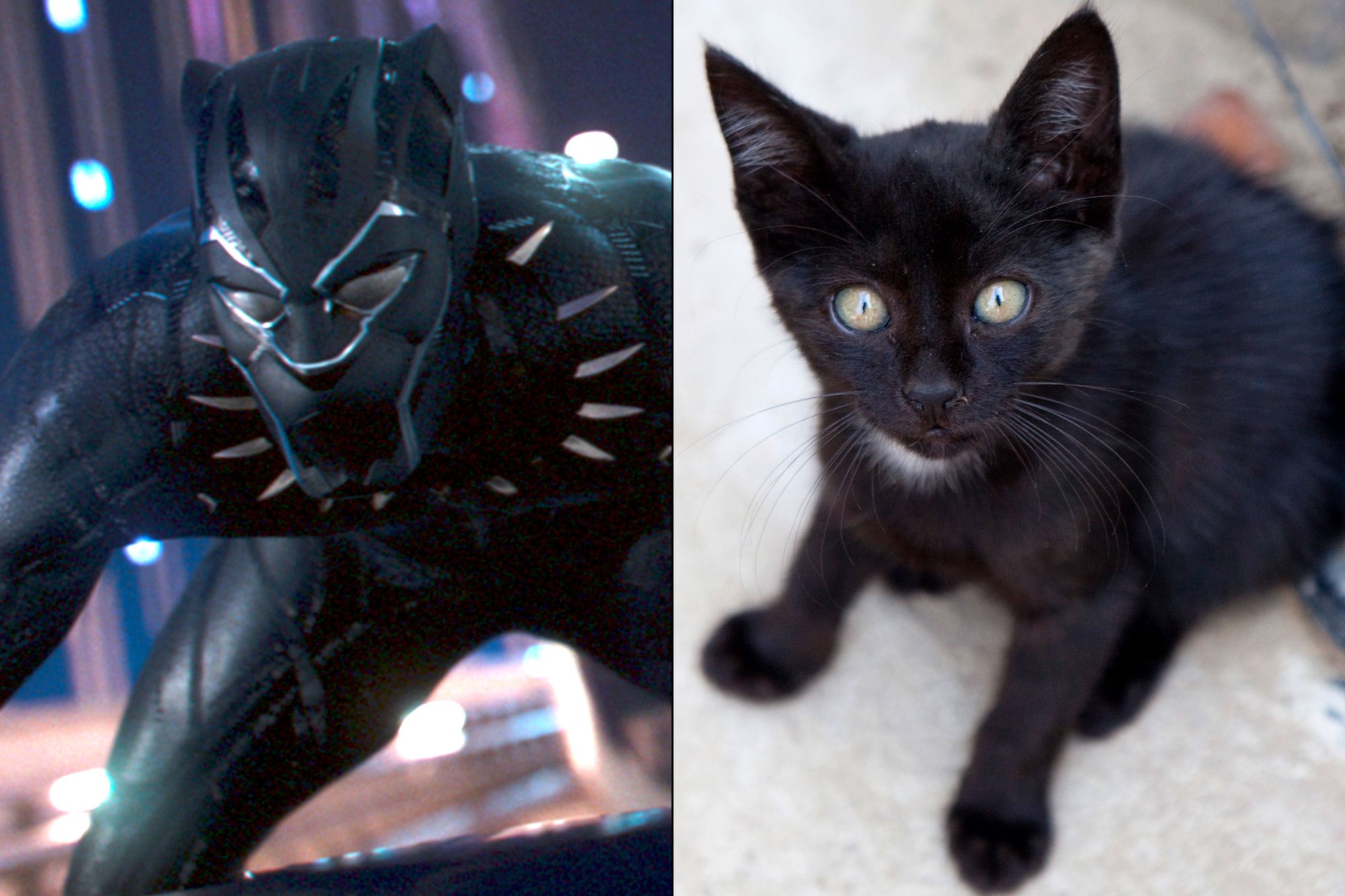 Black Panther Inspires Black Cat Adoption | PEOPLE.com