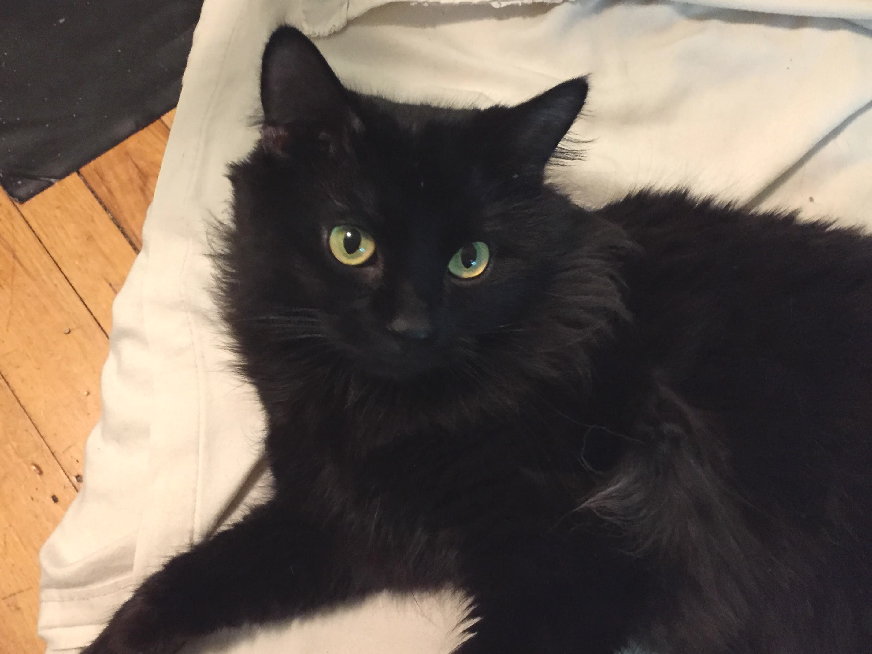 Happy Tail: Storm | Black Cat Rescue
