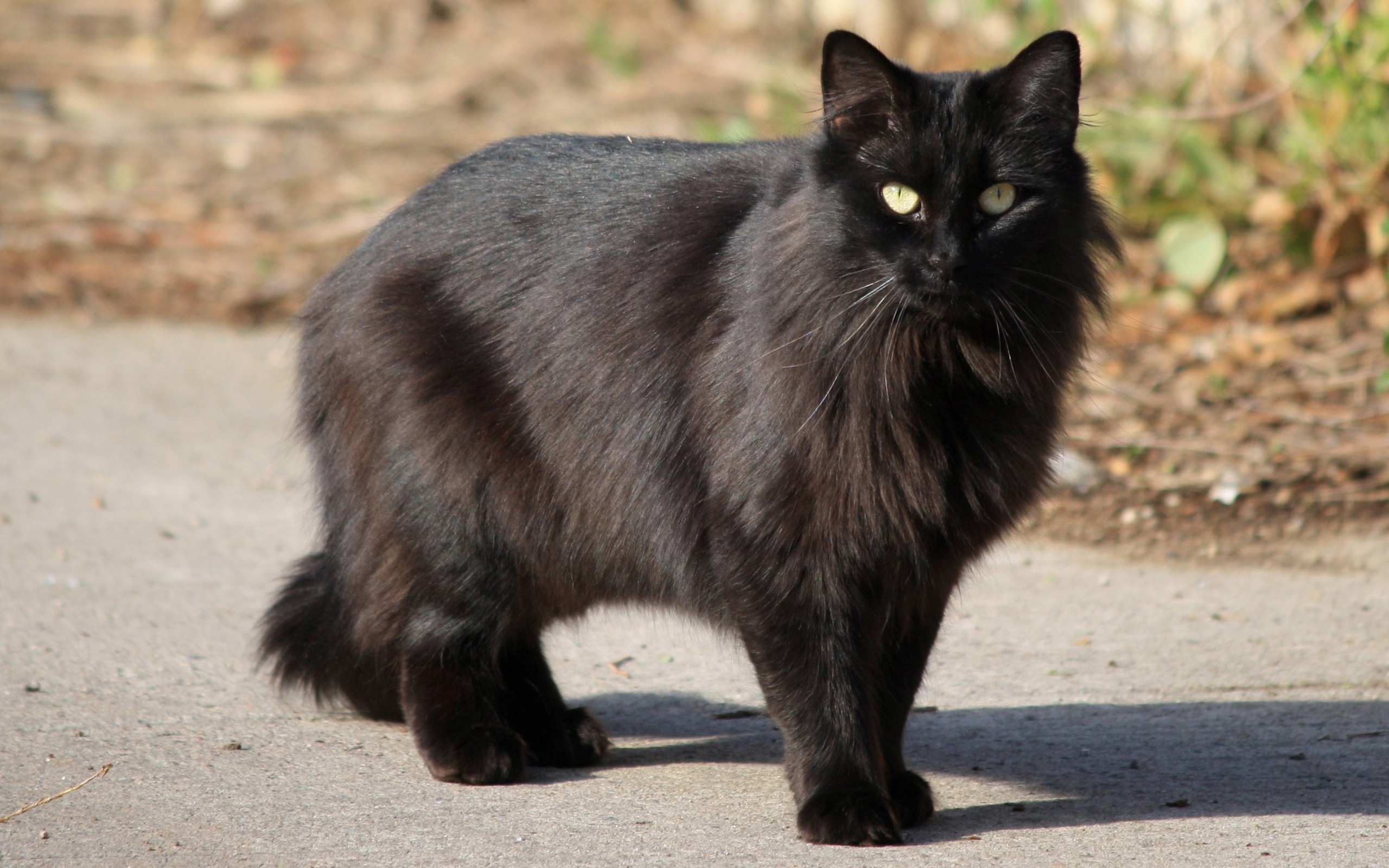 Black cats are awesome, here are 32 of them!