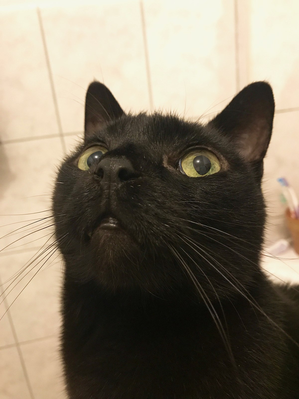Black cat - Wikipedia
