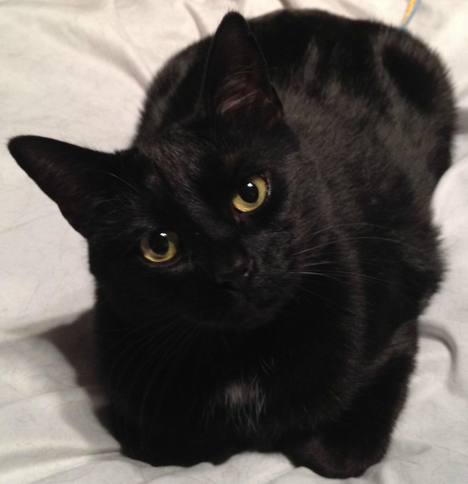 Black Cats: Most Common, Least Desired - Fundamentally Feline