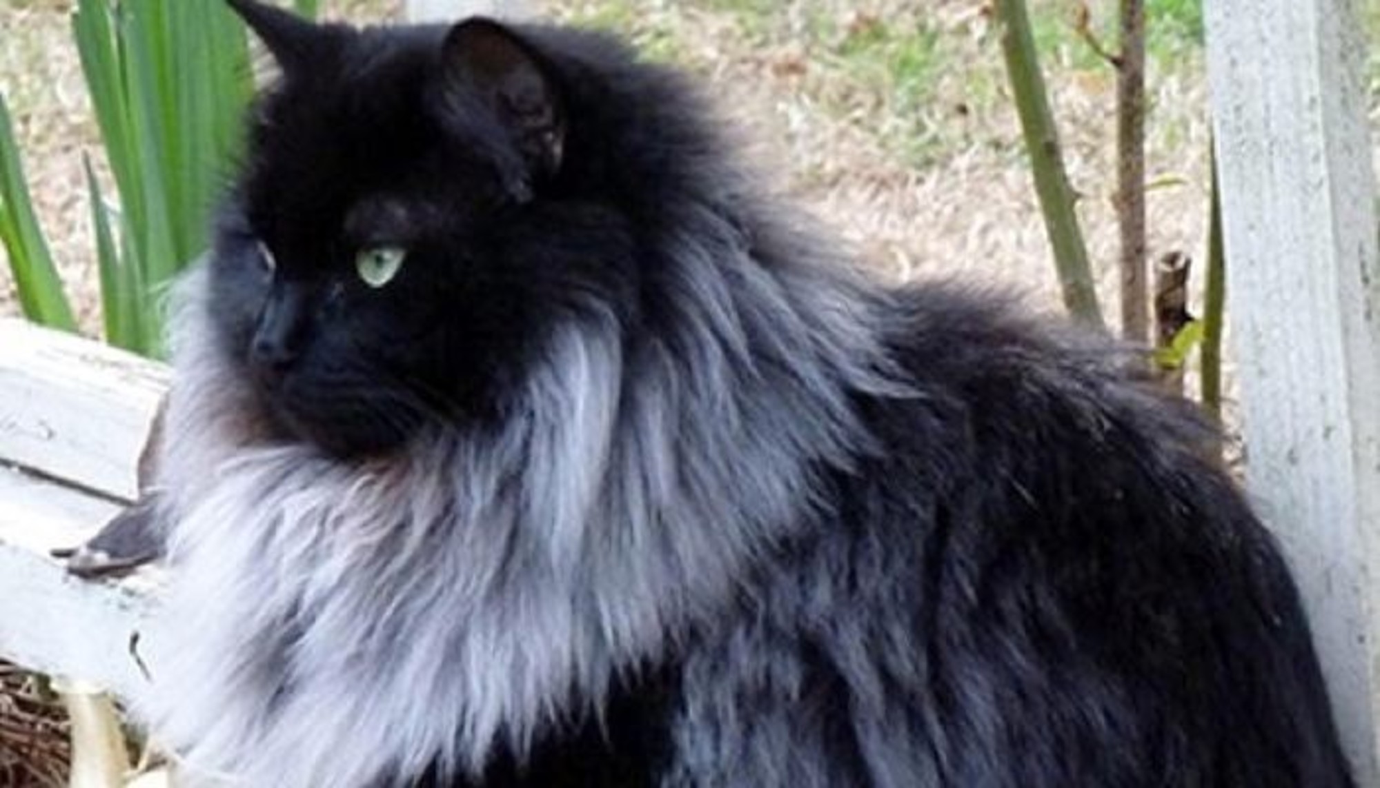 Black Cat Grows Magnificent White Winter Mane - Love Meow