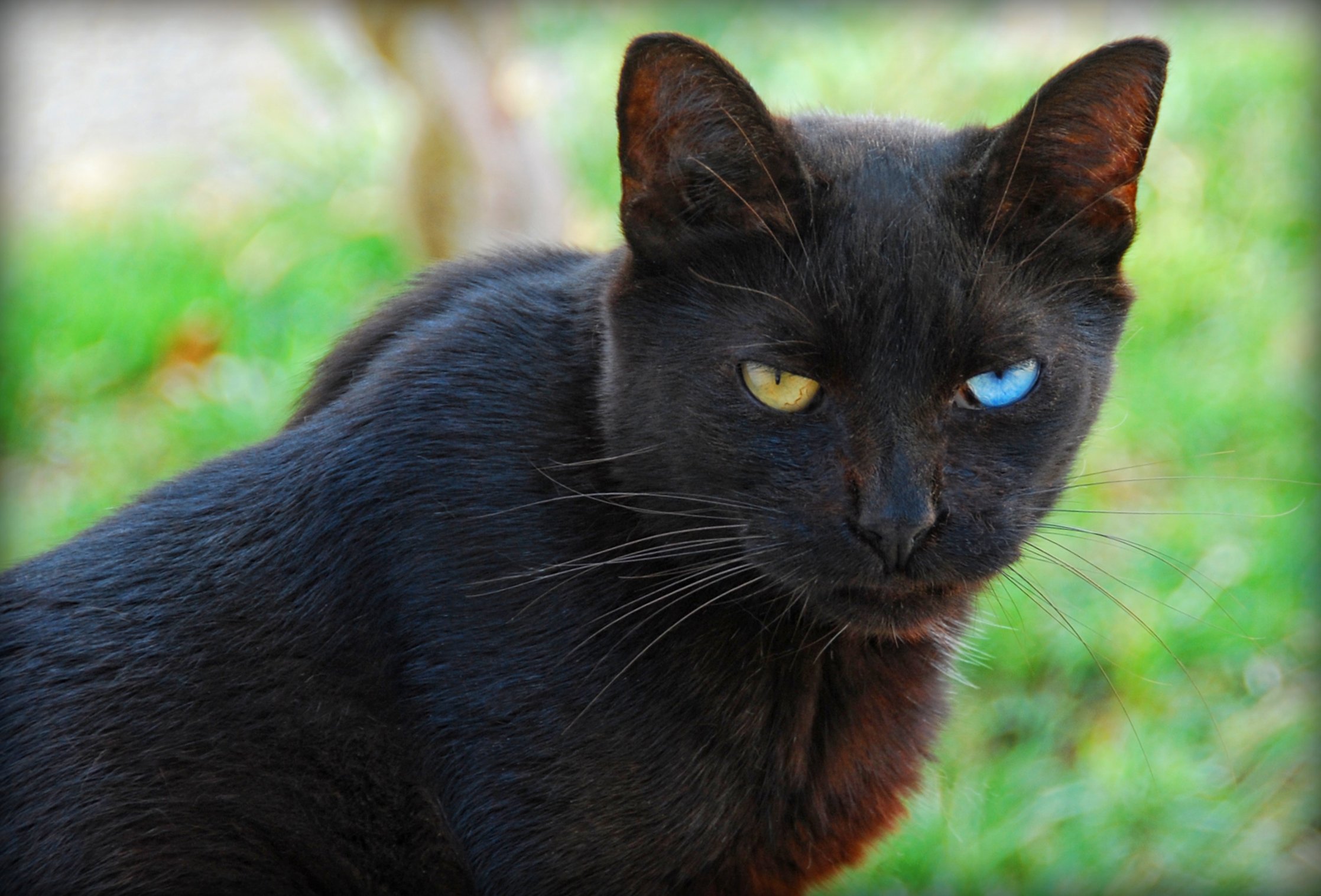 File:Odd Eyed Black Cat looks at viewer.jpg - Wikimedia Commons