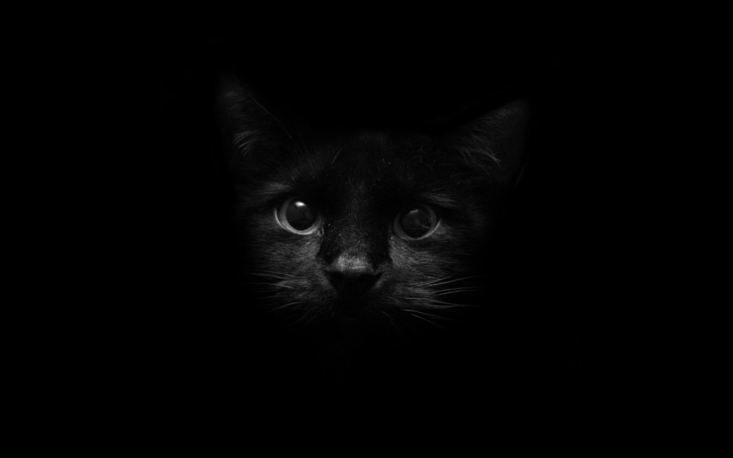 Black Cat wallpaper 3