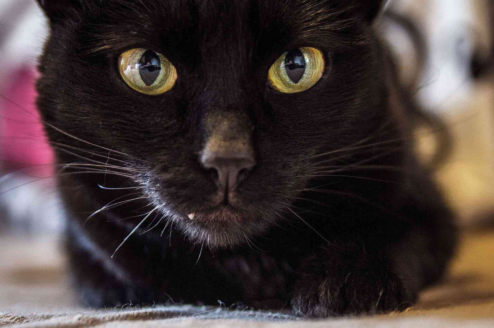 5 Fascinating Facts About Black Cats