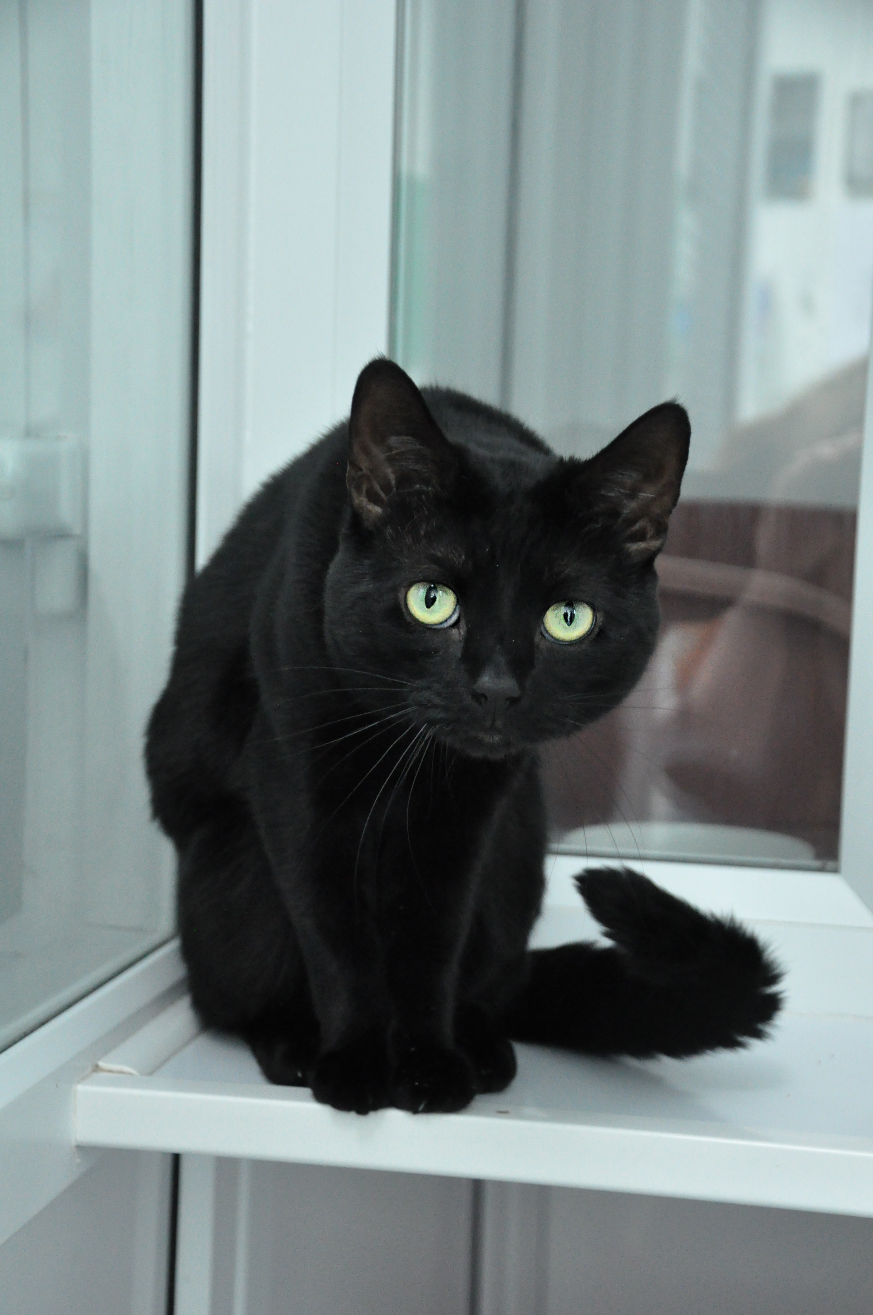 Free photo: Black cat - Animal, Black, Branch - Free Download - Jooinn