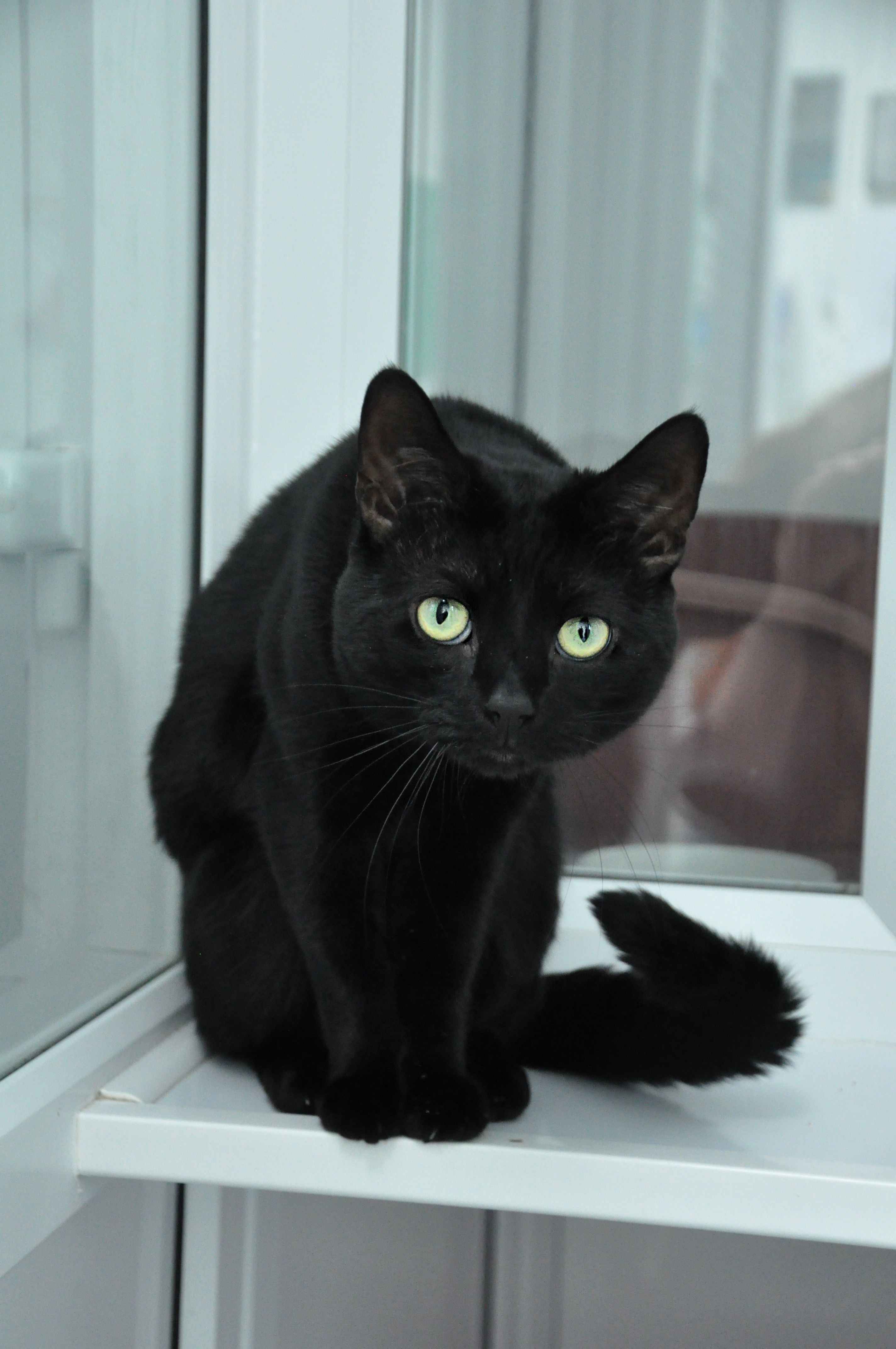 Black Cats are the New Black | Edinburgh Dog and Cat Home