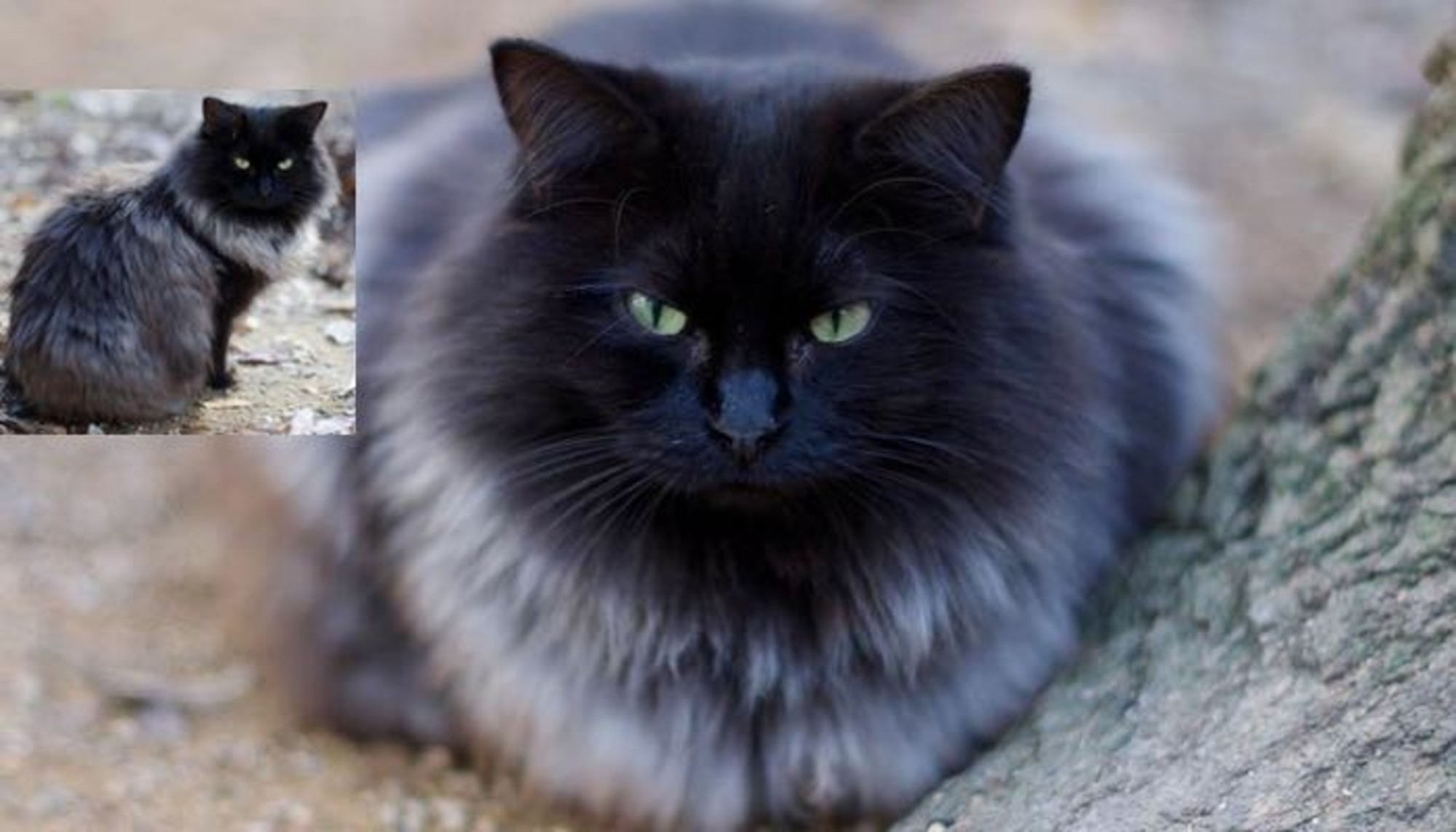 Magnificent Black Cat Grows Silver Winter Coat - Love Meow