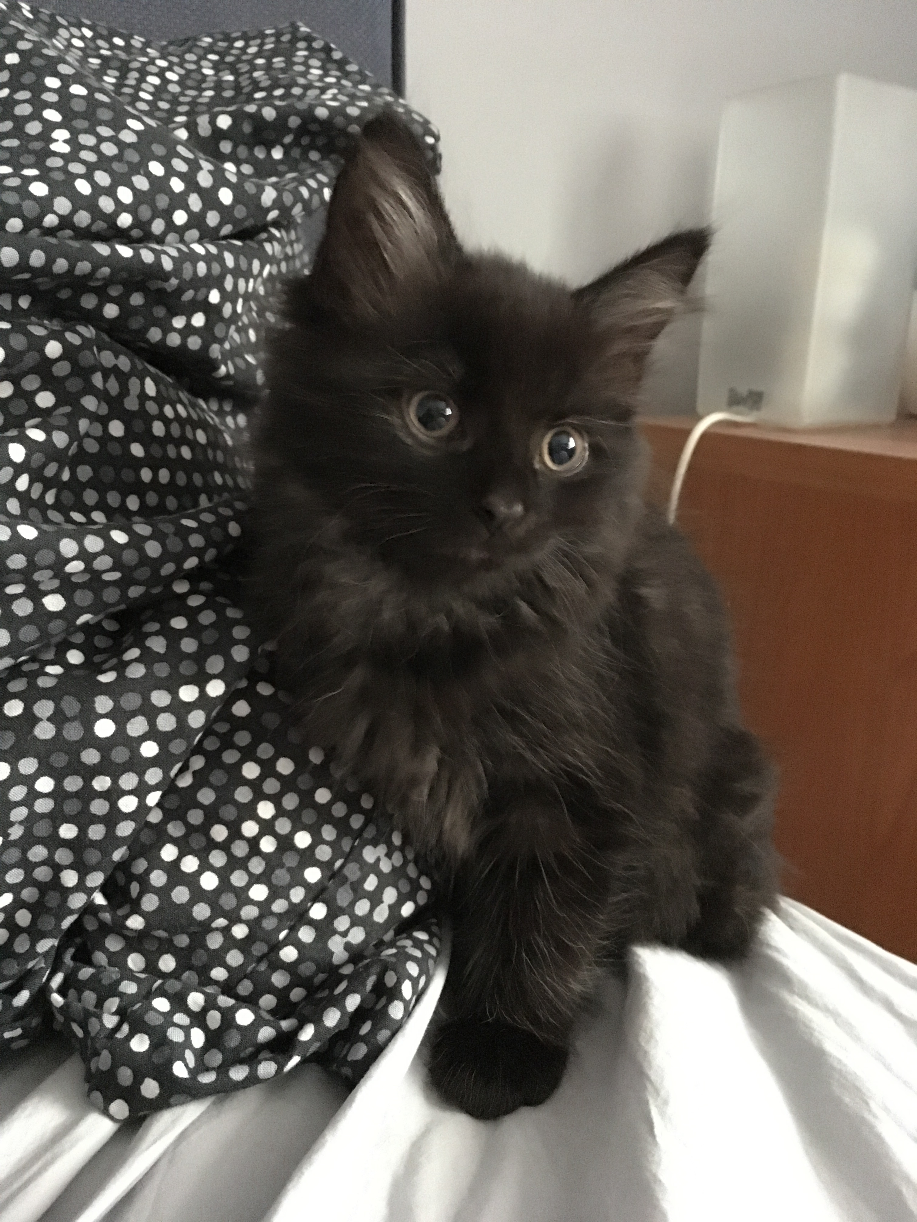 Black cat photo