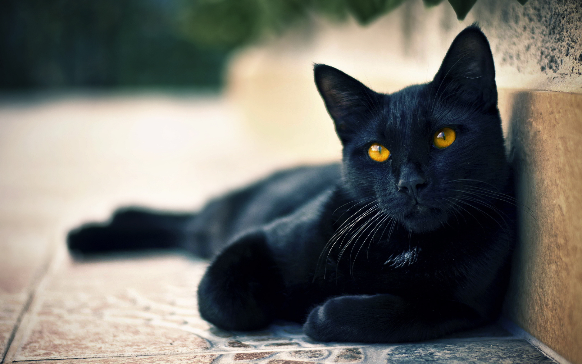 Furball Fables Present: Black Cats Are Cool! | Life With Cats