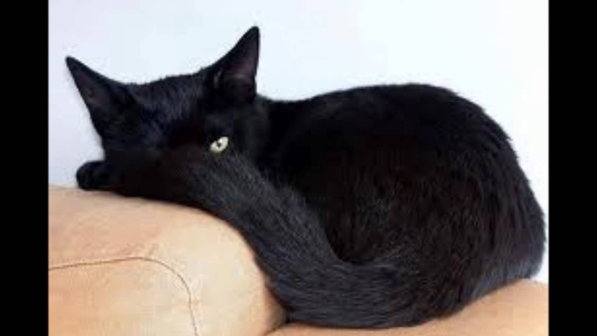 BEAUTIFUL BLACK CATS - YouTube