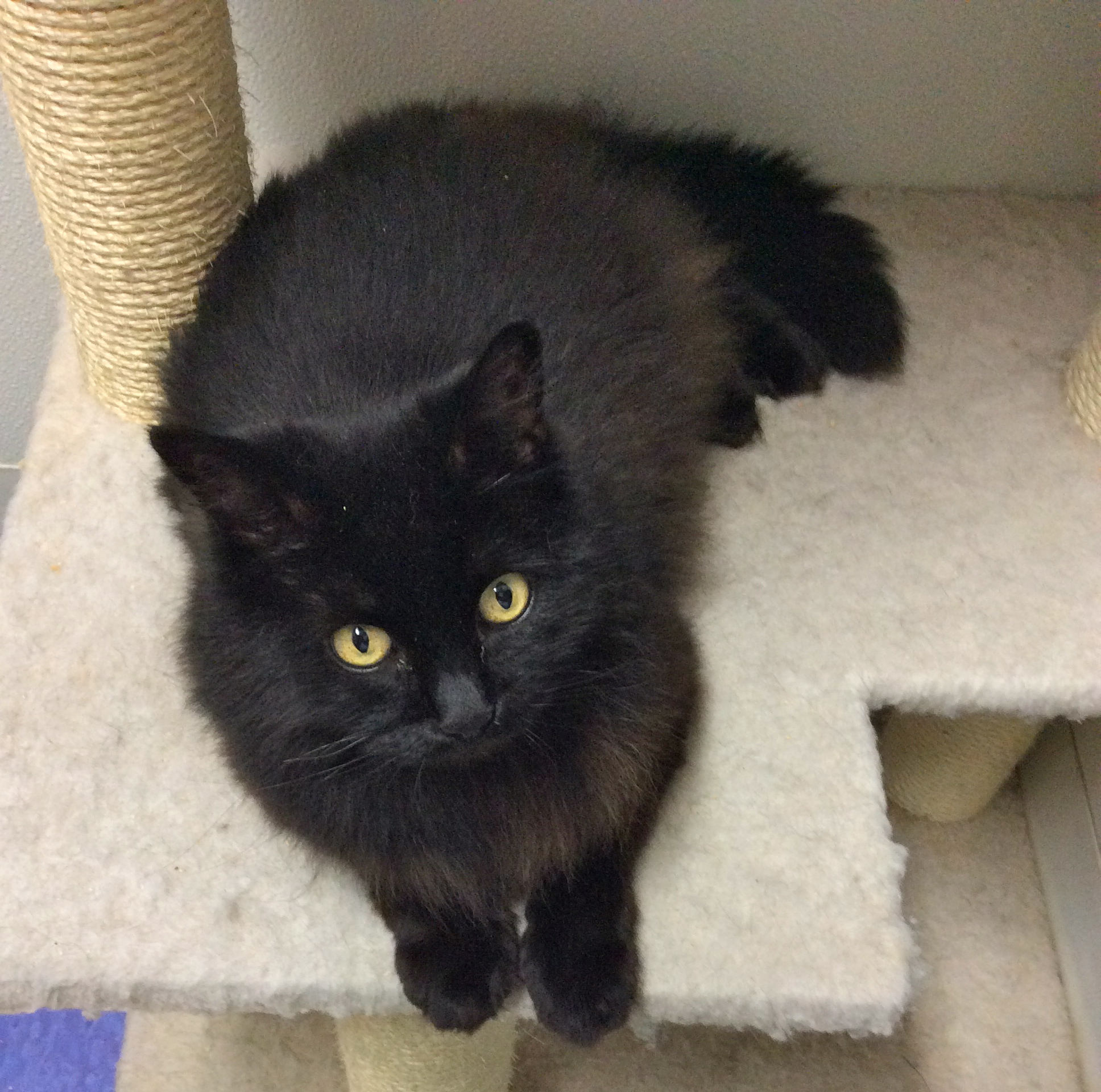 Luna Says Black Cats Rule - Willamette Humane Society