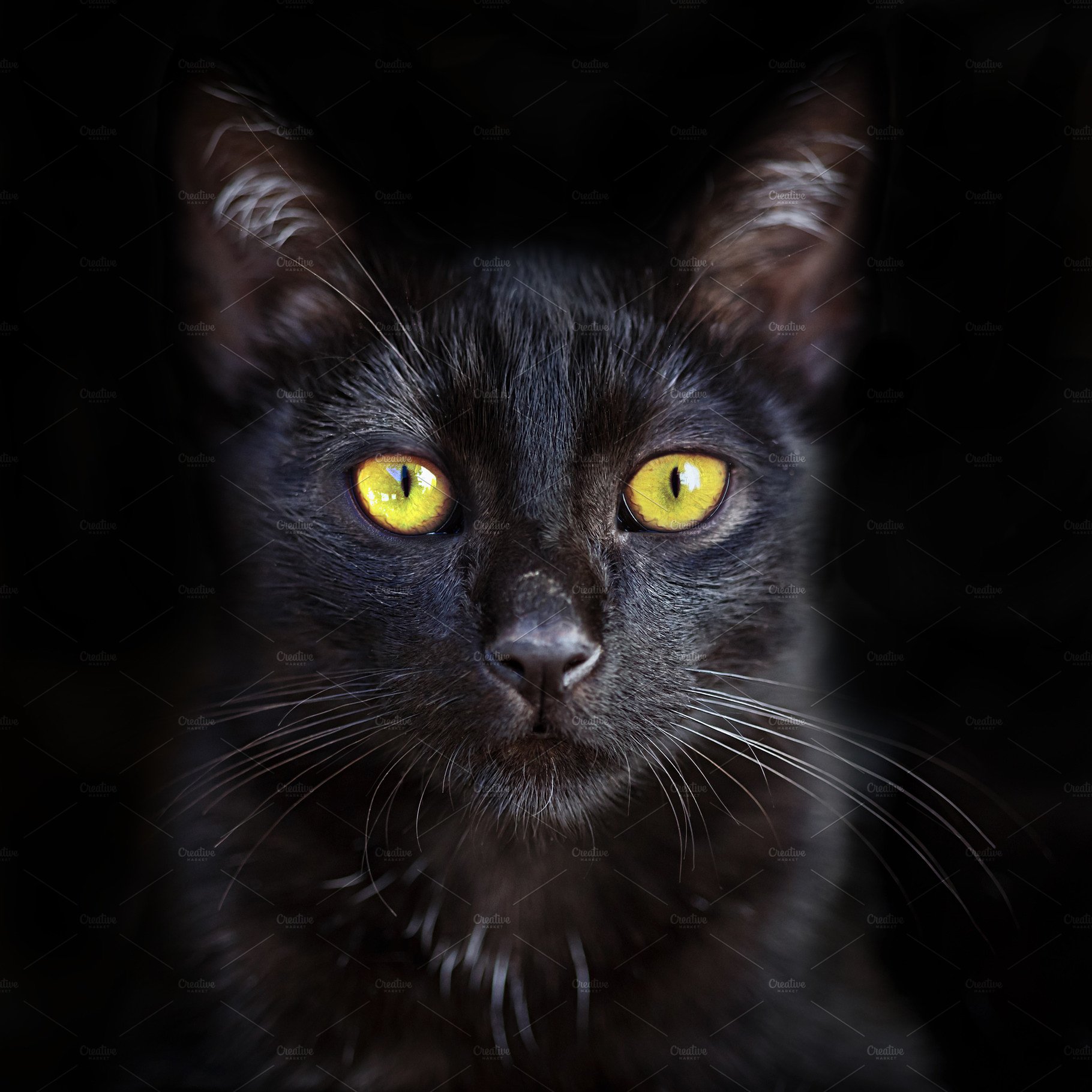 Portrait of cute black cat ~ Animal Photos ~ Creative Market
