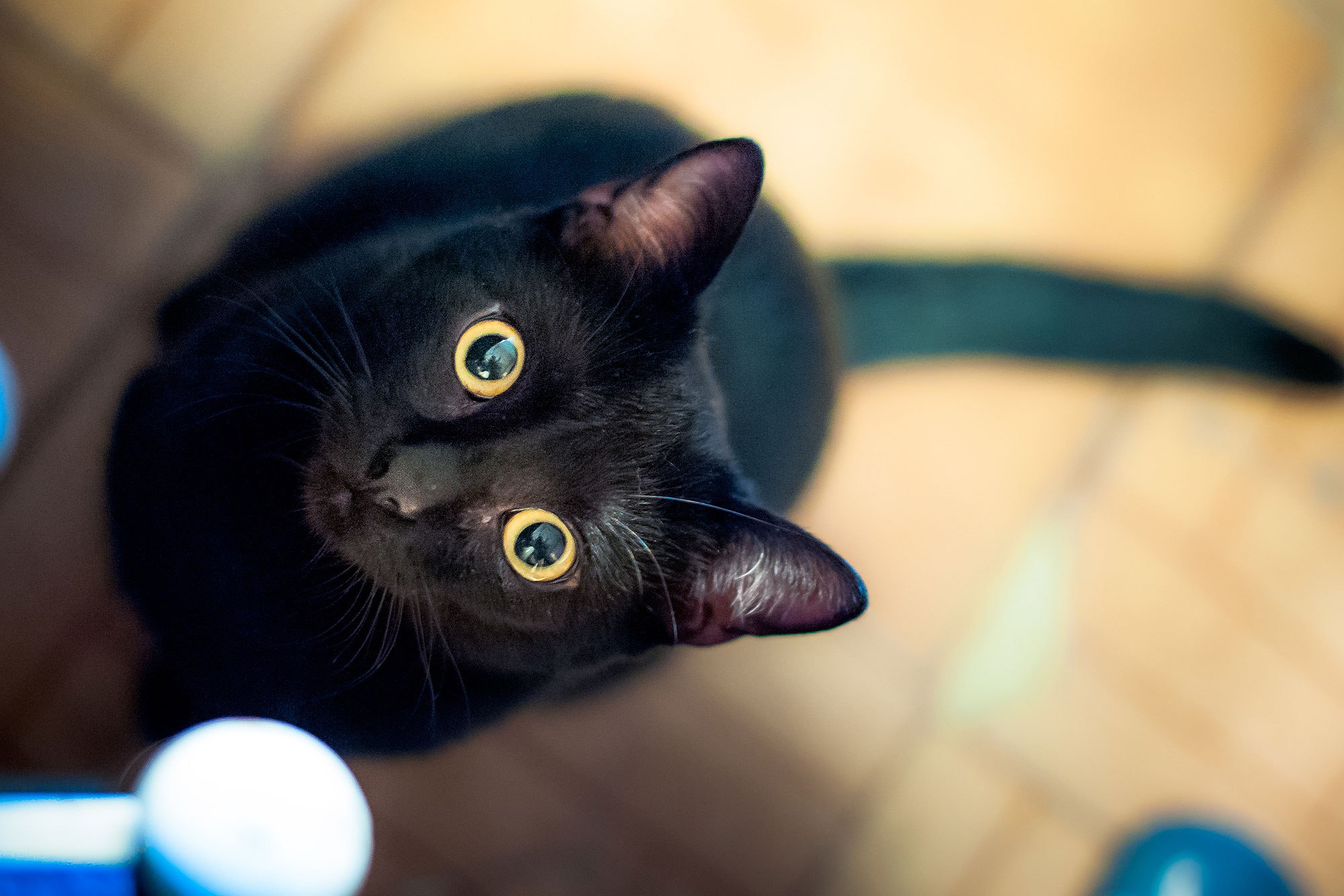 Why Are Black Cats Considered Unlucky? | PEOPLE.com