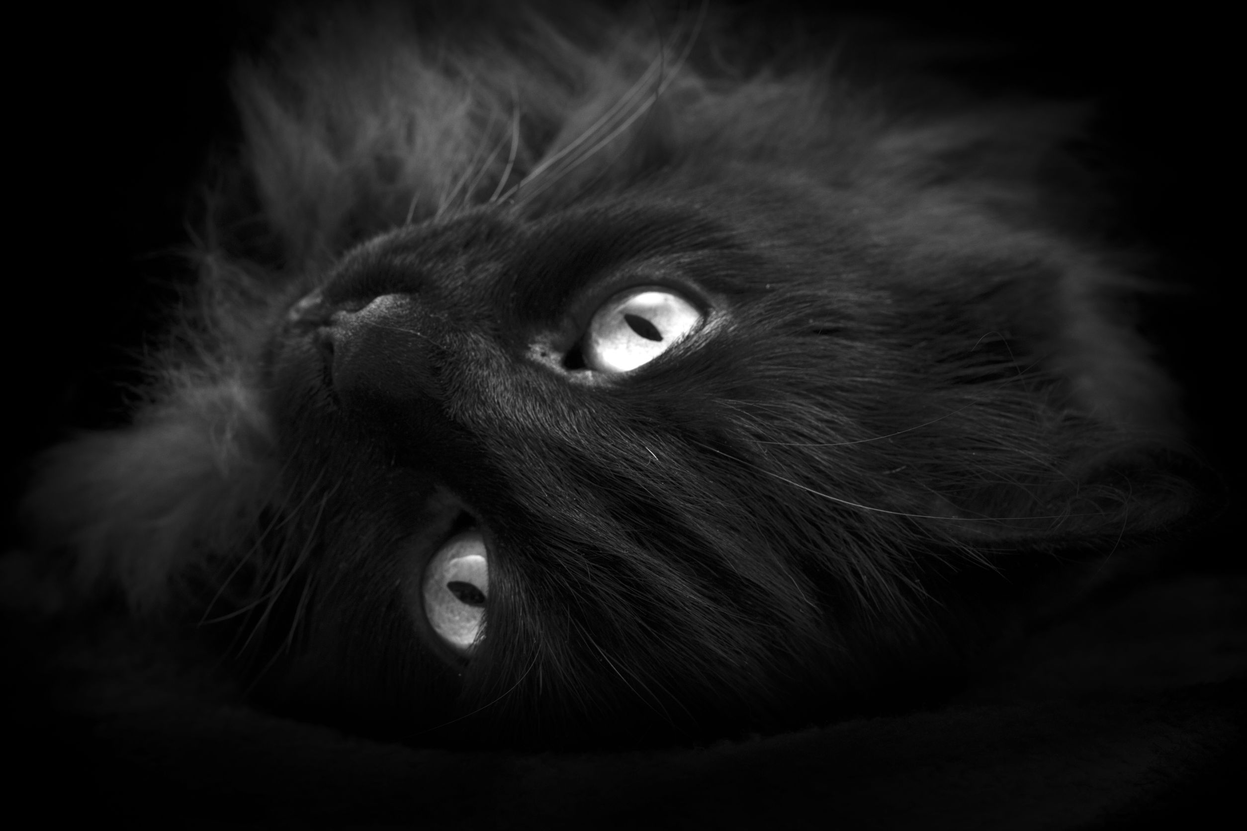 Have You Been Seeing Black Cats? What The Black Cat Symbolizes (More ...