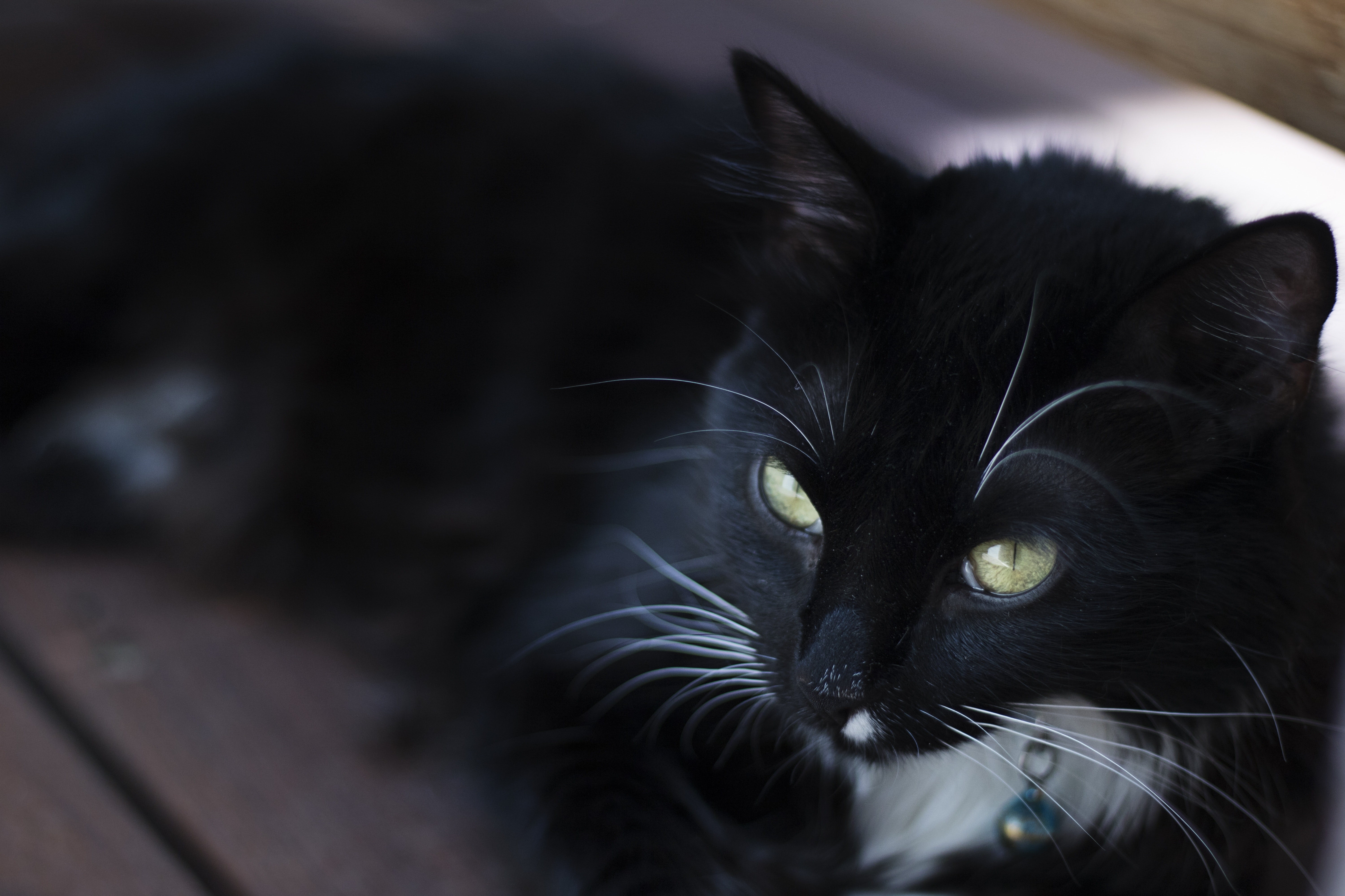 Кошка черная с полосками и черными глазами
