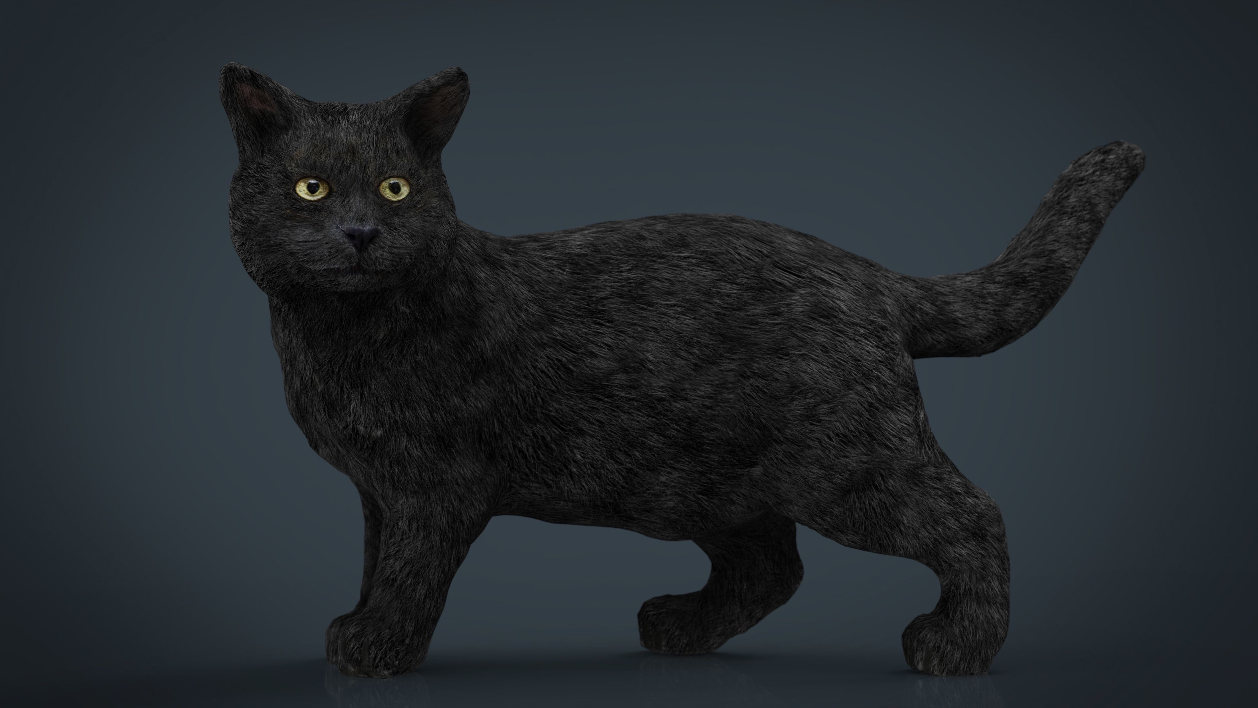 Black Cat 3D asset | CGTrader