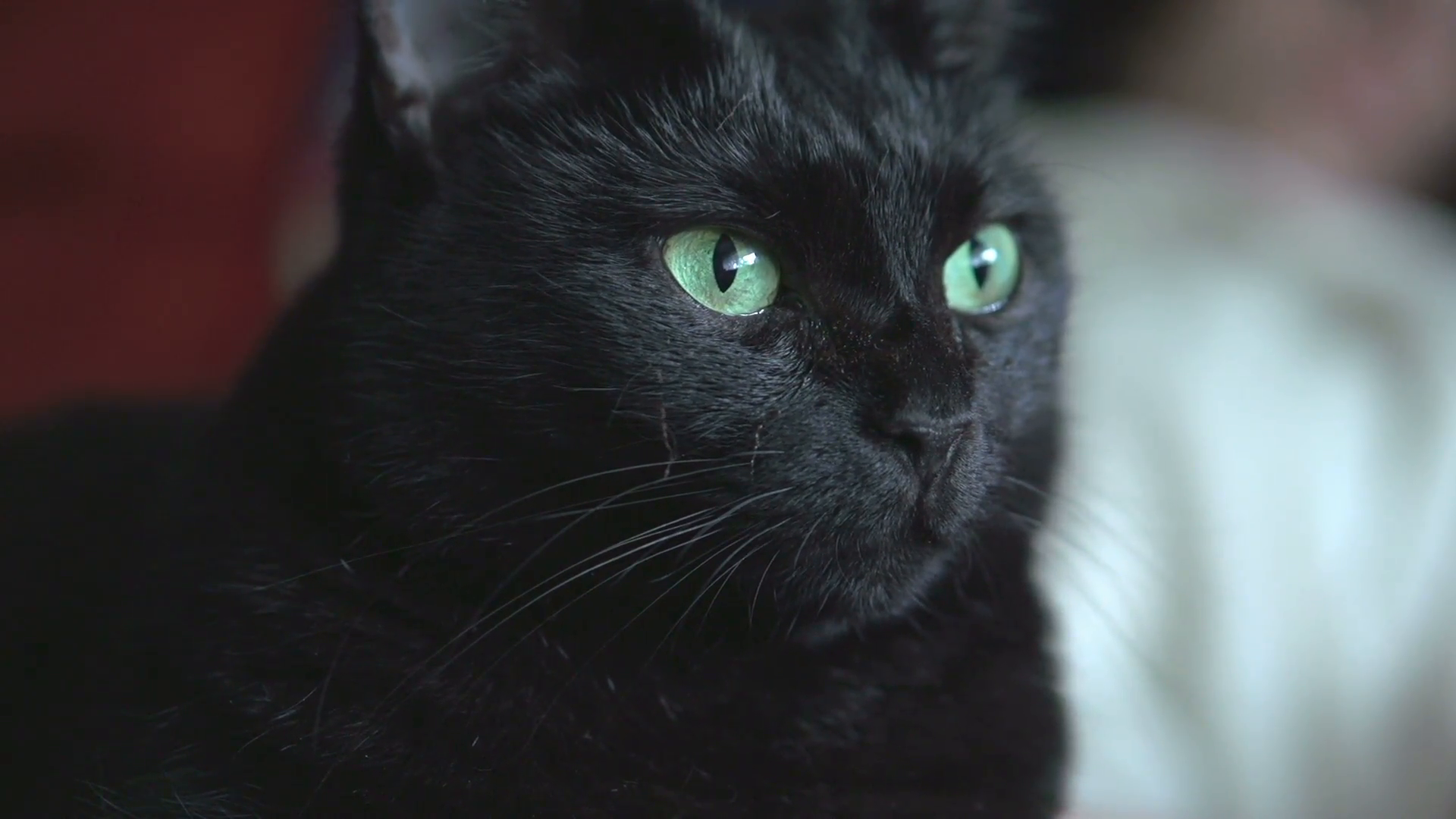 Black cat looking at camera with green eyes Stock Video Footage ...