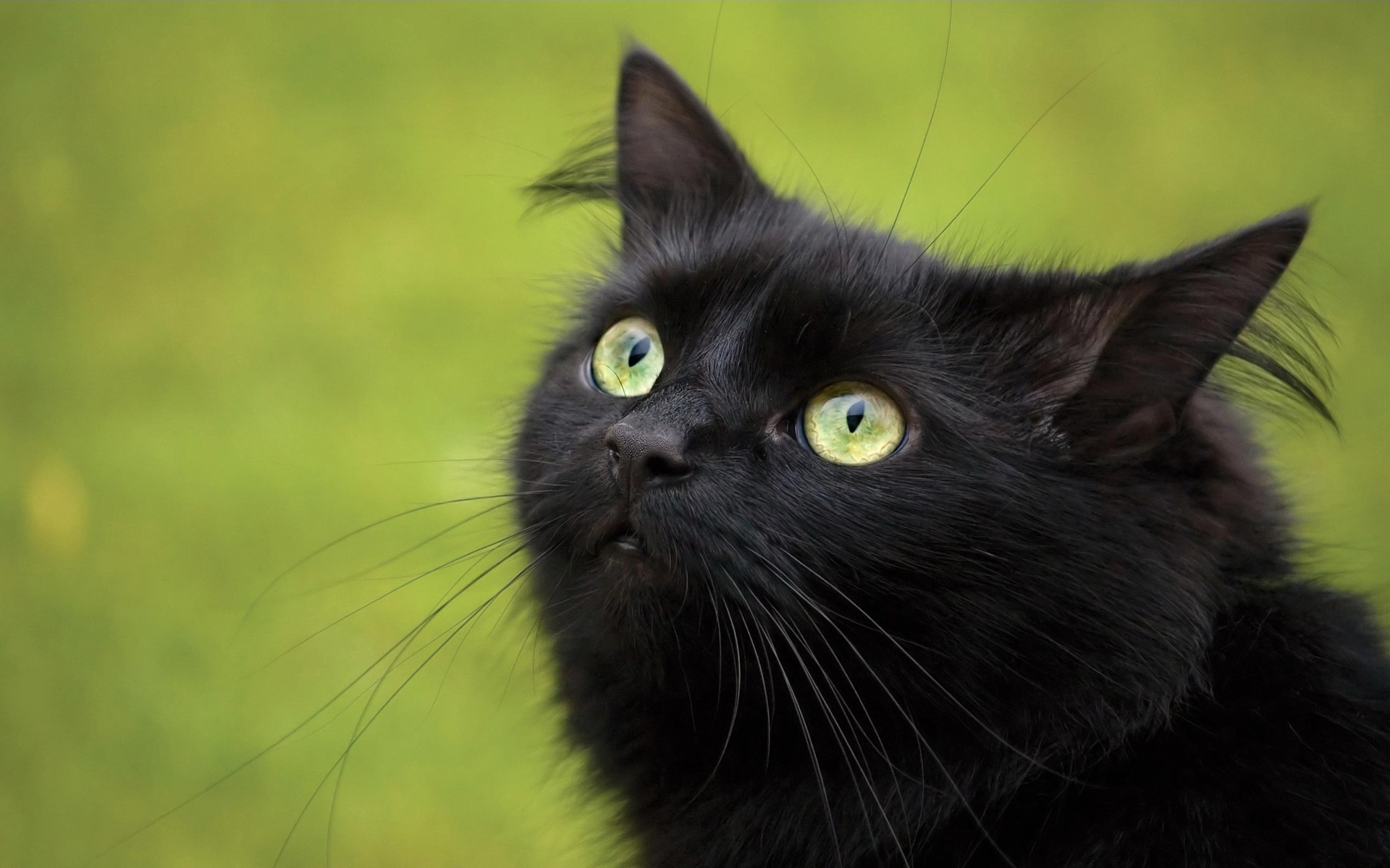 Black cat looks up / 1920 x 1200 / Animals / Photography | MIRIADNA.COM