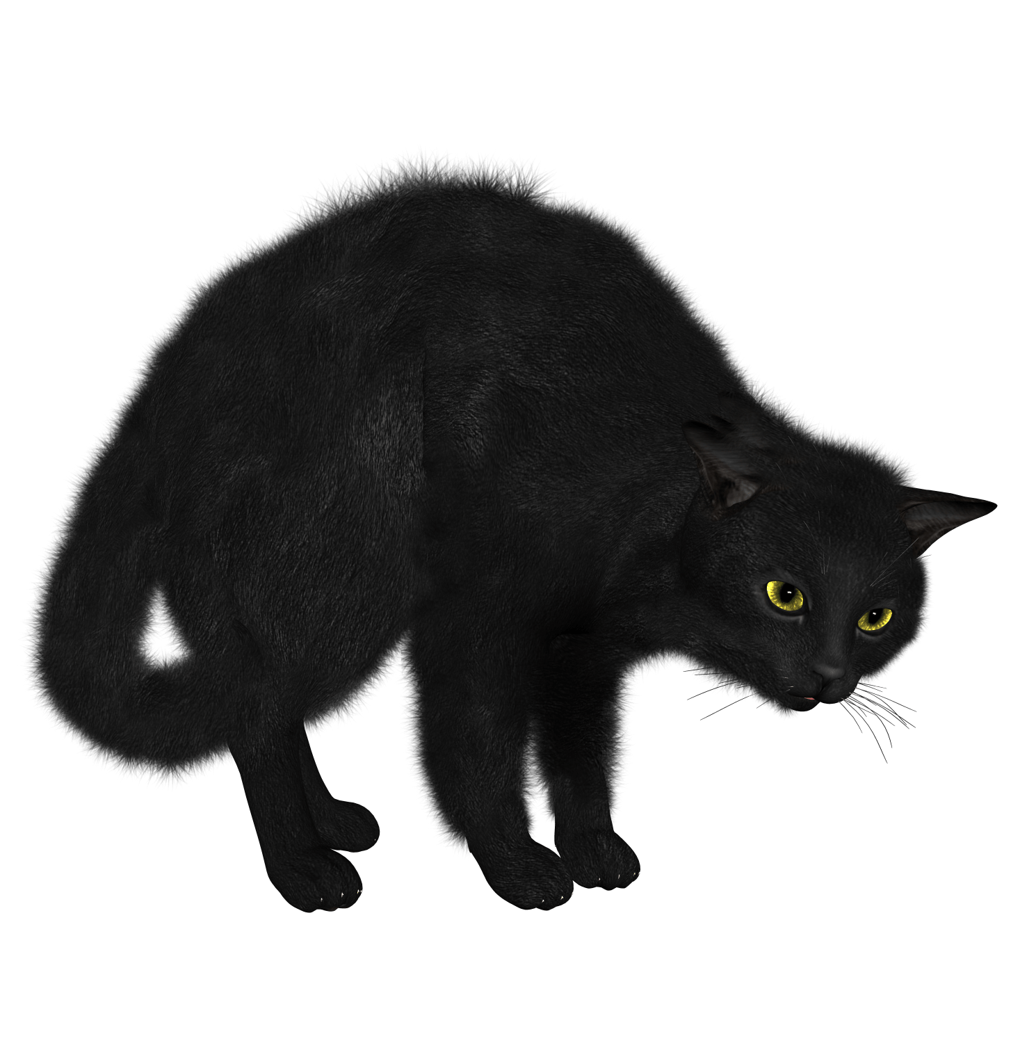 Black Cat Looking transparent PNG - StickPNG