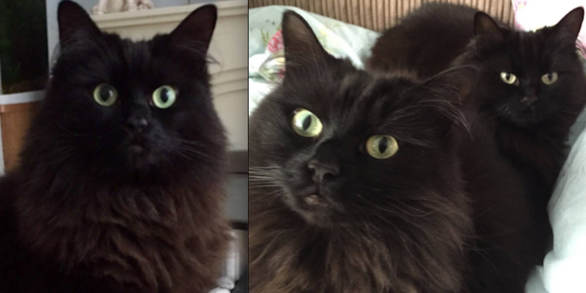 It's Black Cat Appreciation Day, so please adopt these overlooked ...