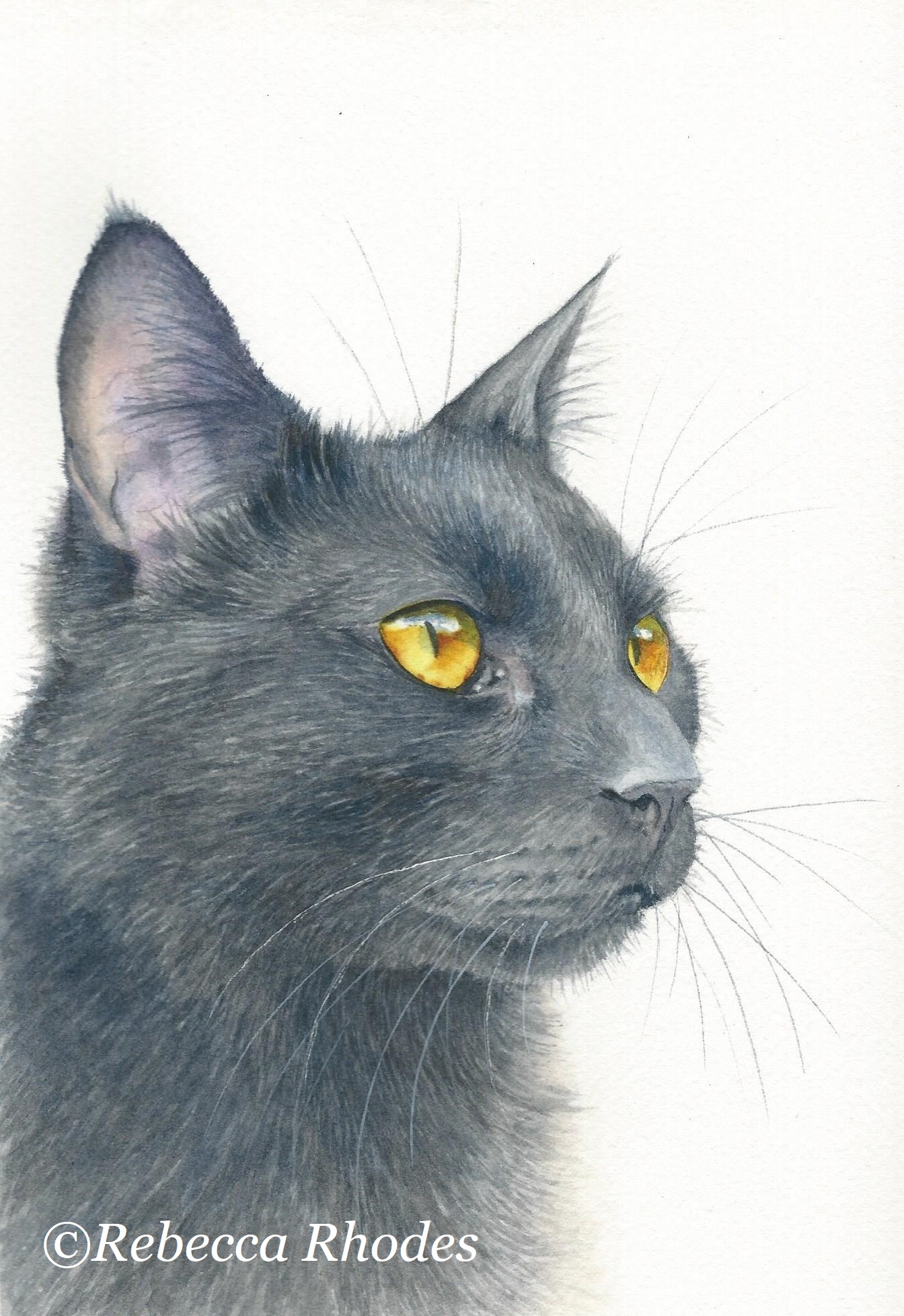 How to Paint a Black Cat in Watercolor - Rebecca Rhodes