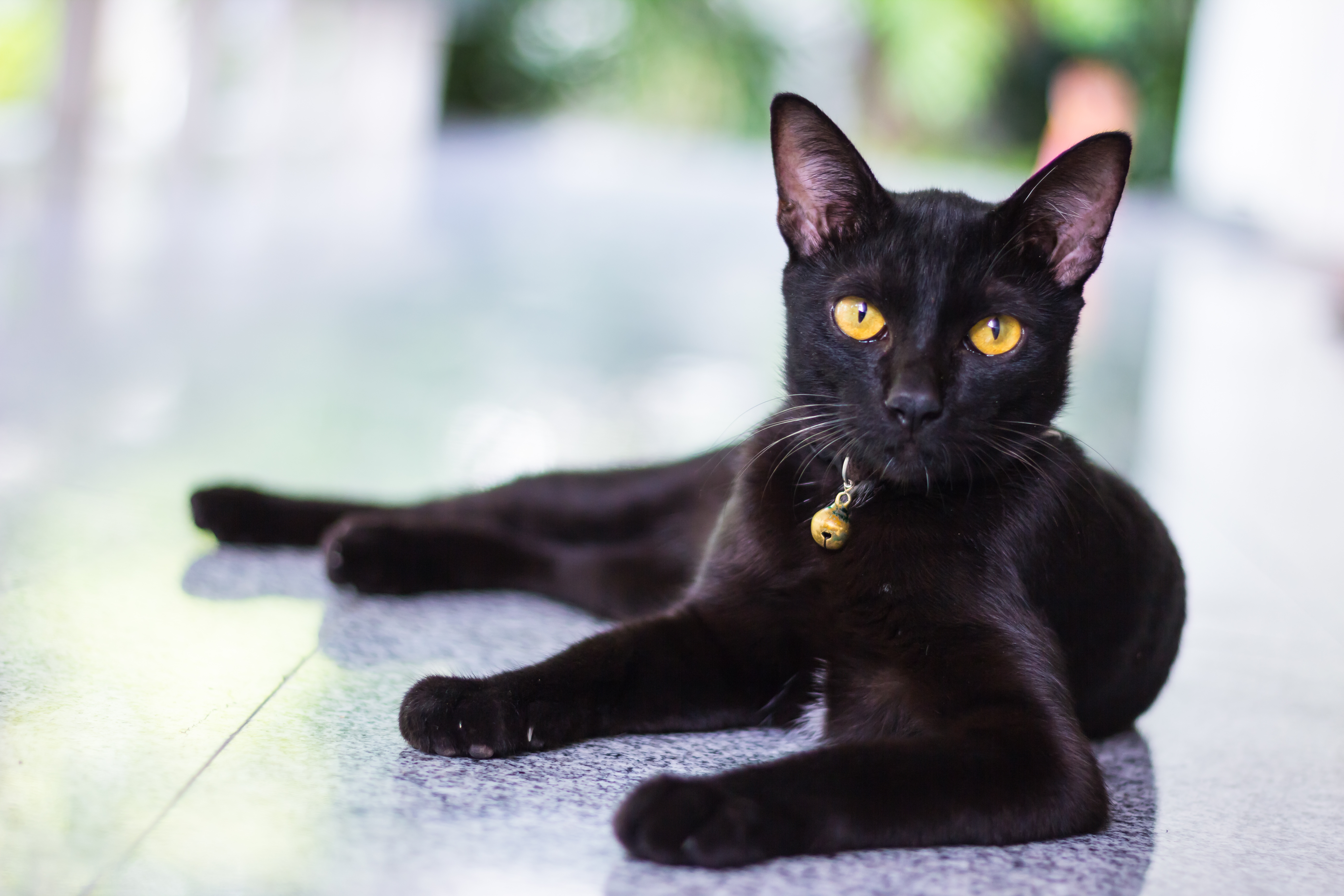 Черная кошка содержание