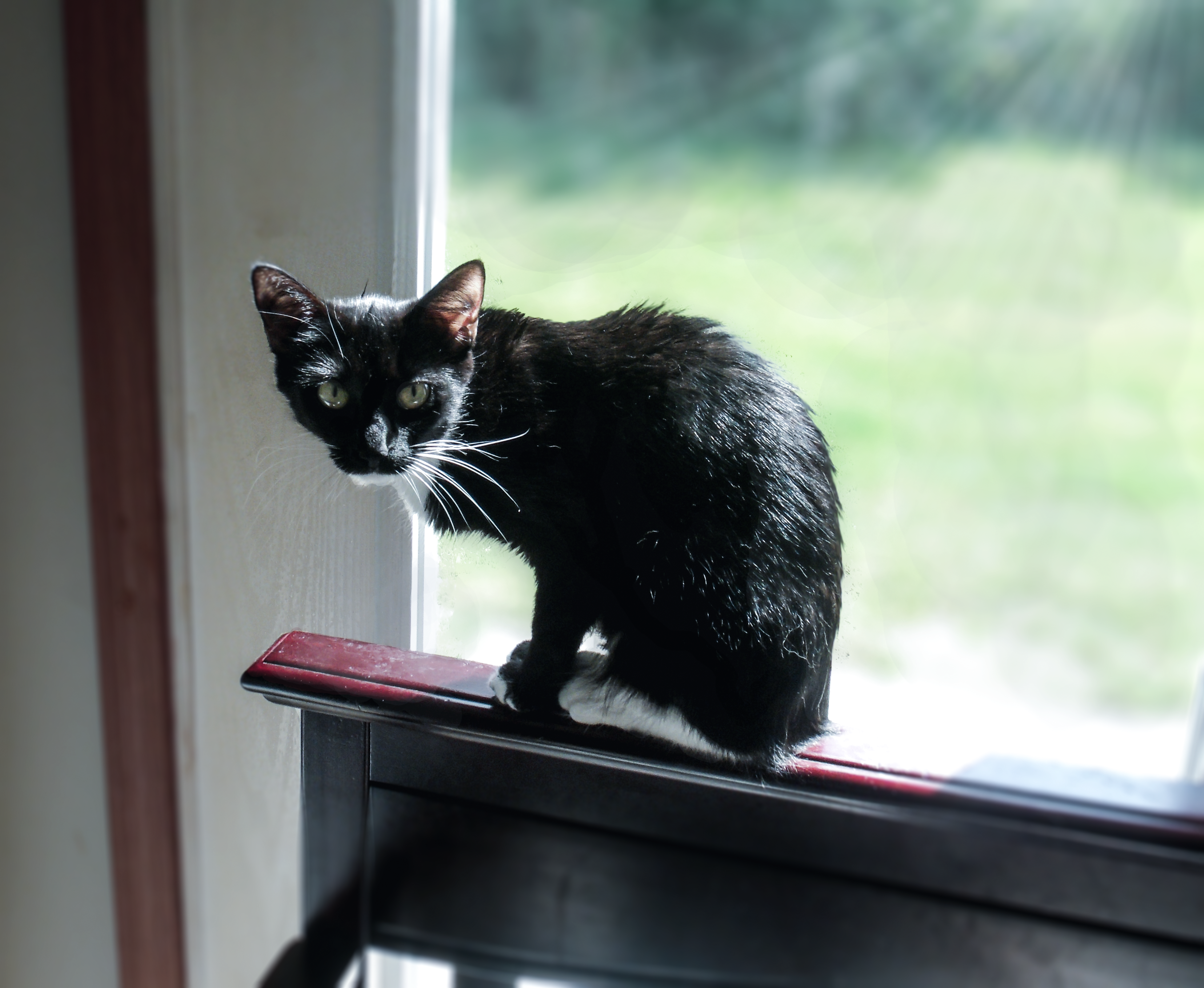 Black Cat in Window, Animal, Black, Cat, Kitty, HQ Photo
