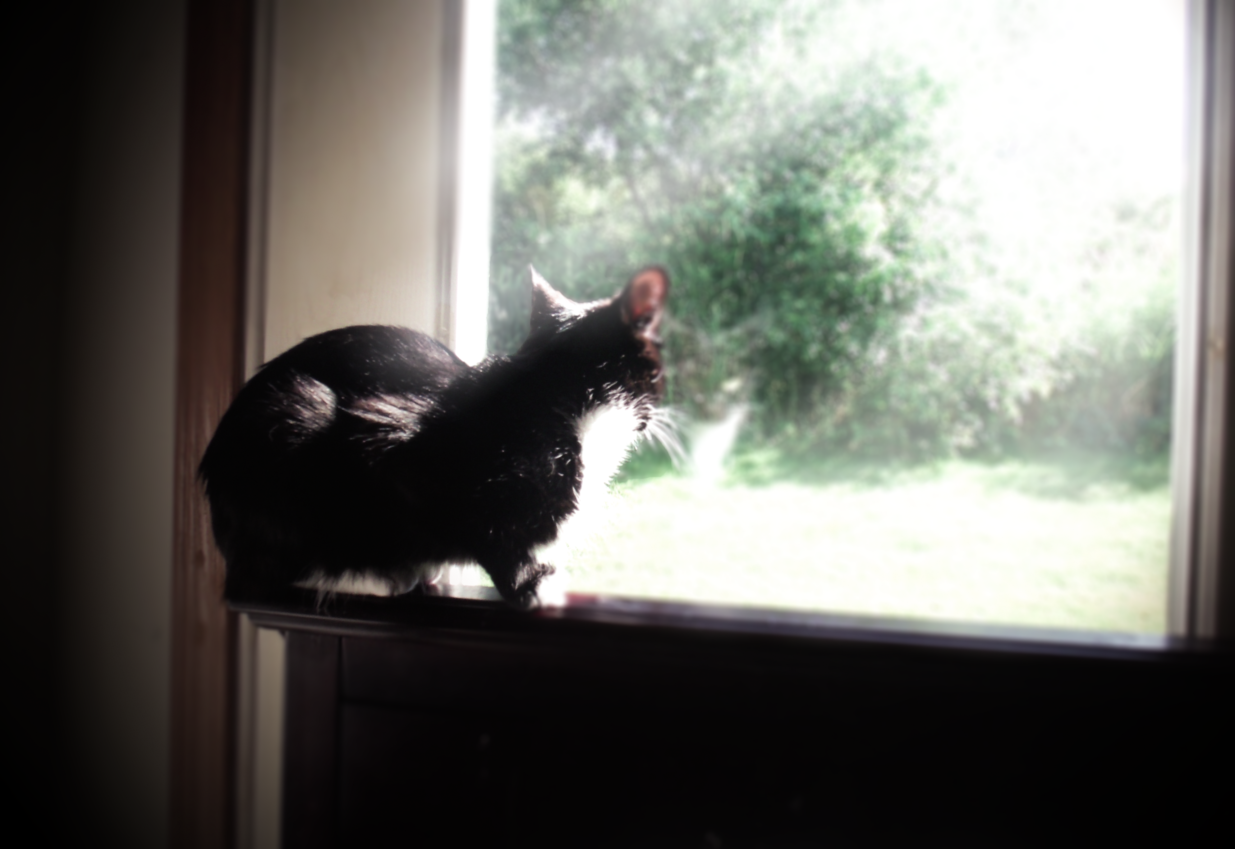 Black Cat on the Lookout, Animal, Black, Cat, Feline, HQ Photo